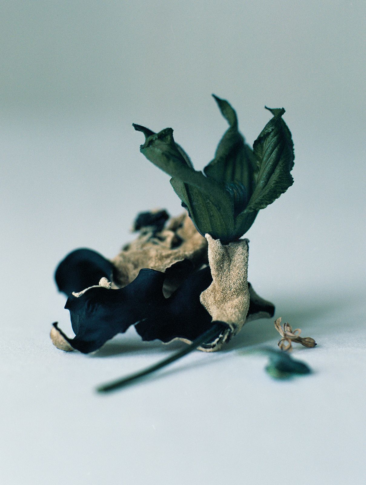 Teddy Iborra Metal Loewe Metalmagazine 9.jpg