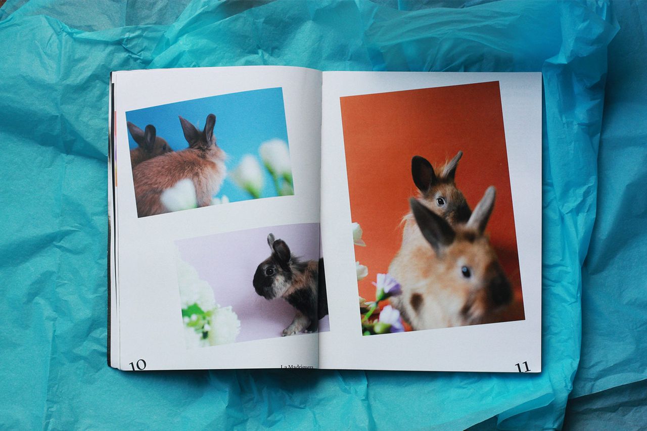 Agapornis Vol3 4.jpg