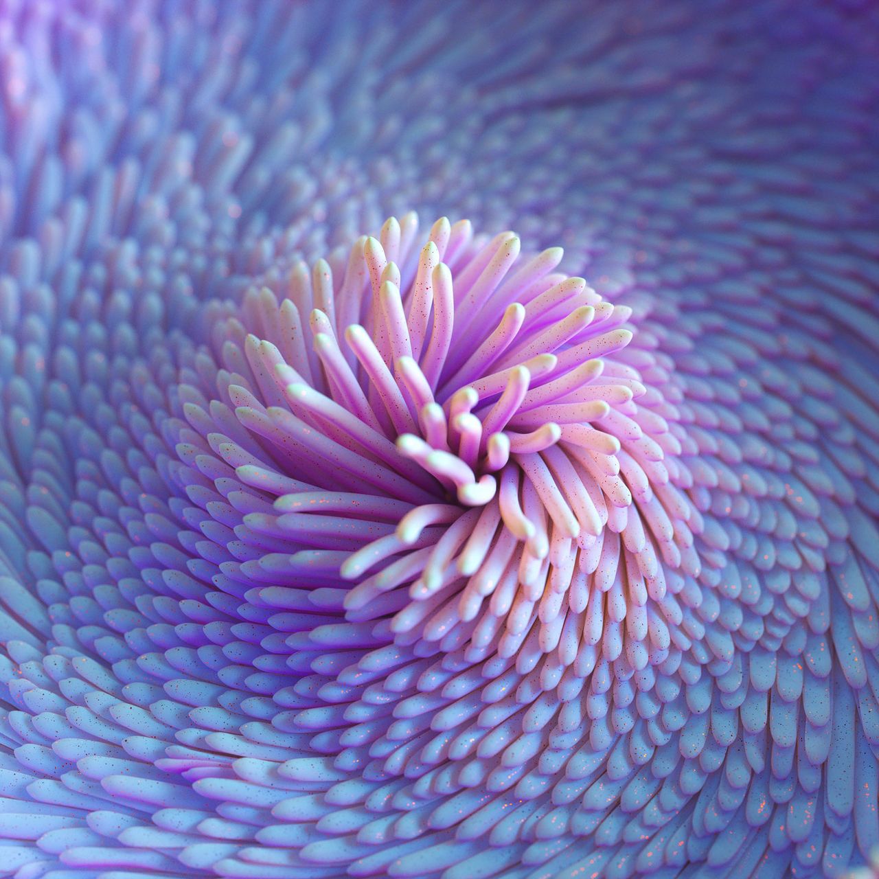 Anemone a F105 200mm.jpg