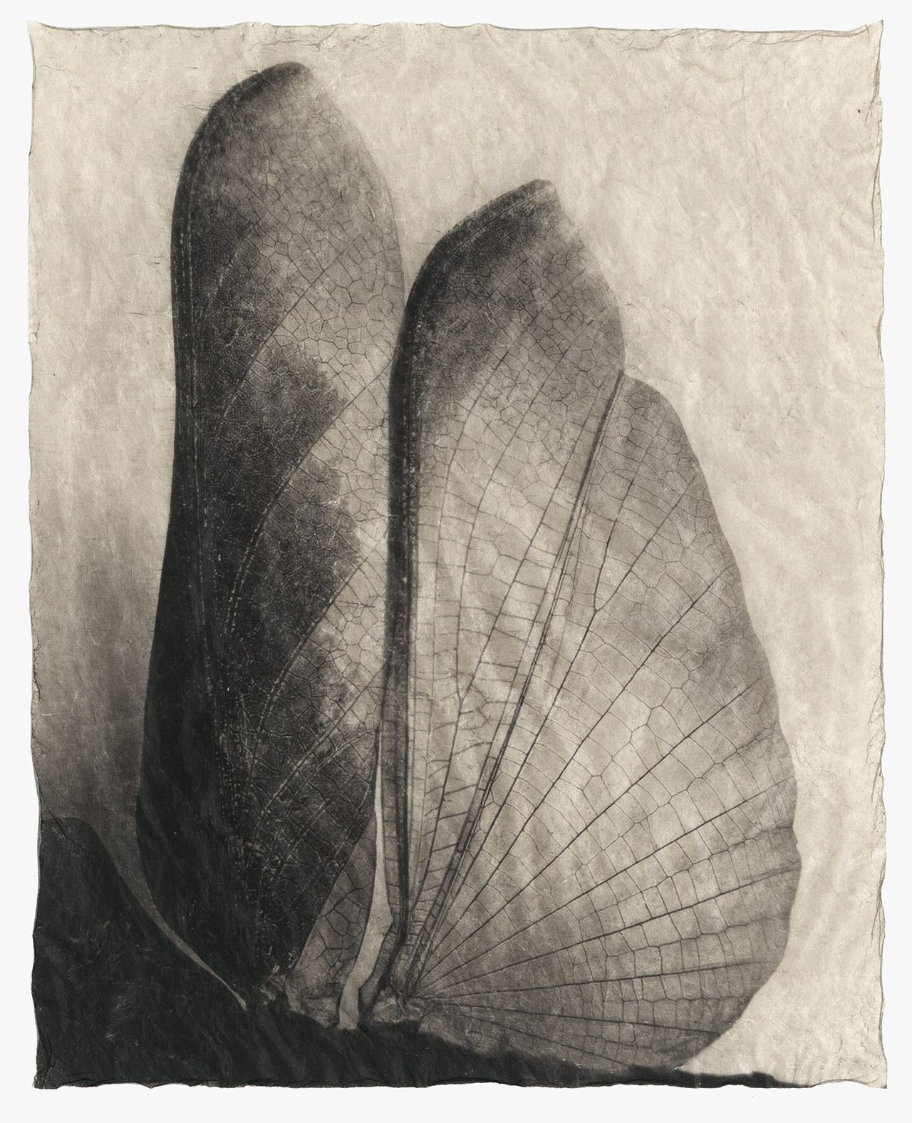 Wing Wing2 Printscan.jpg