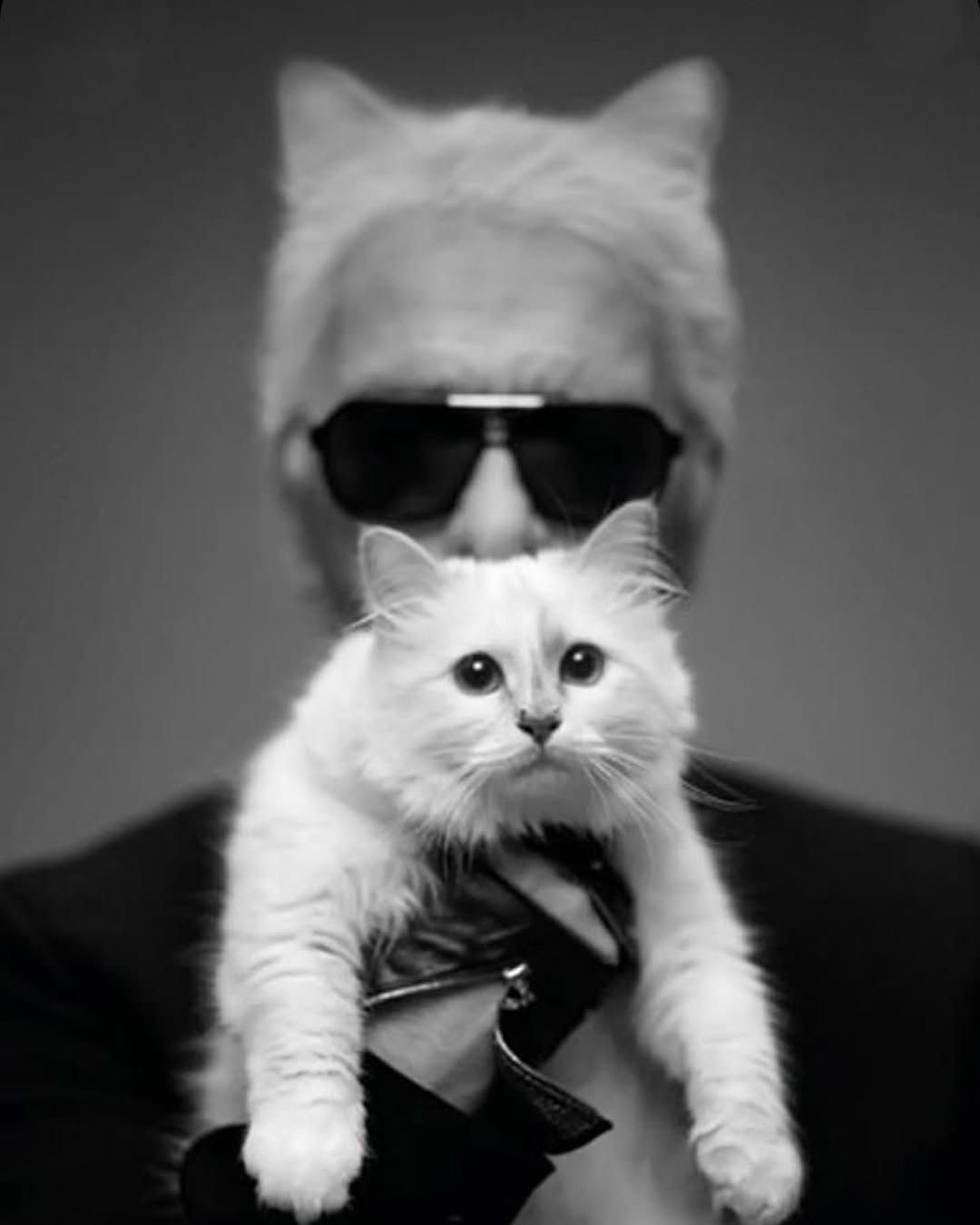 choupette2.jpg