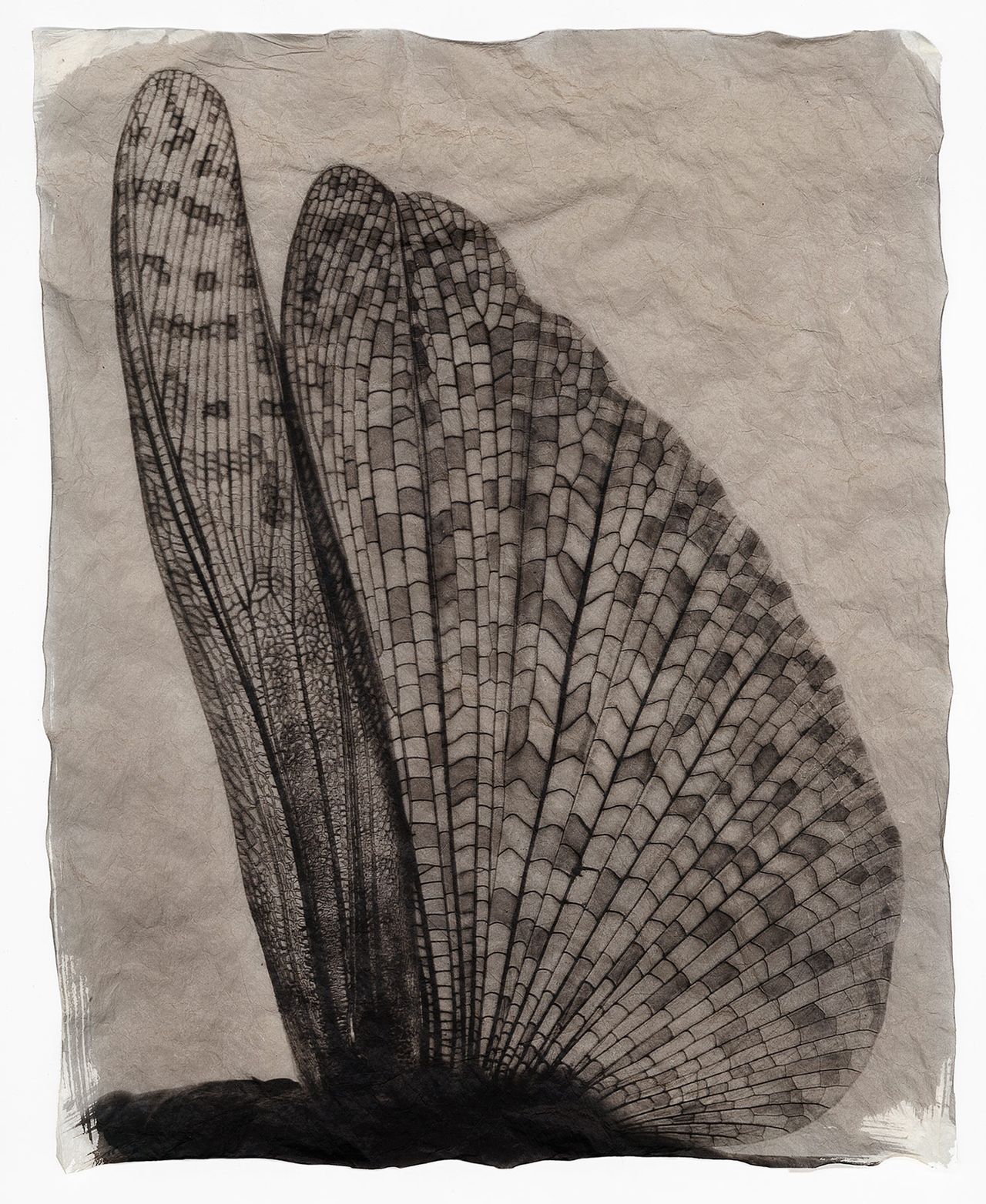 Wingwing3 Printscan.jpg