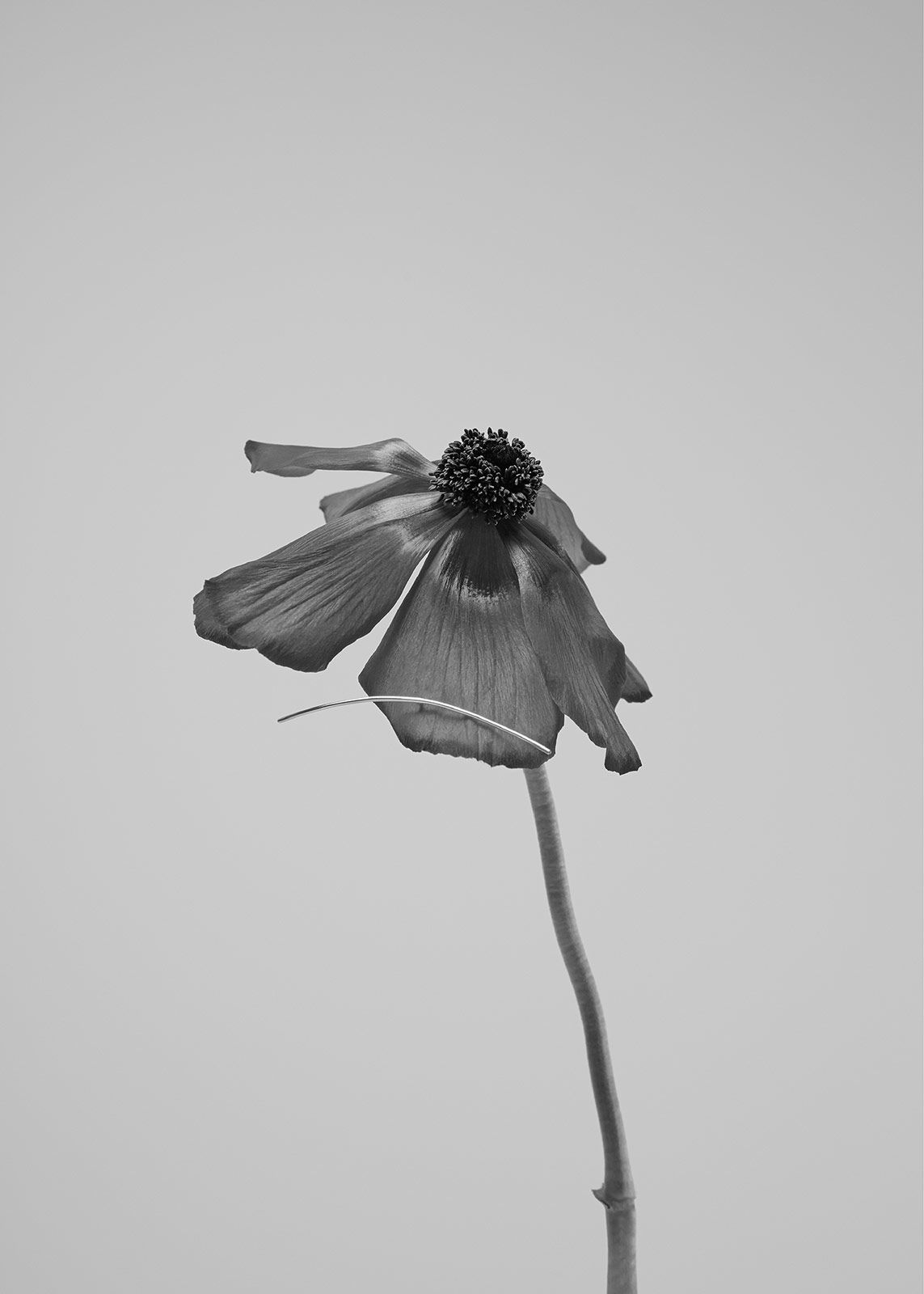 Bloom Paris Stills Metal 3.jpg
