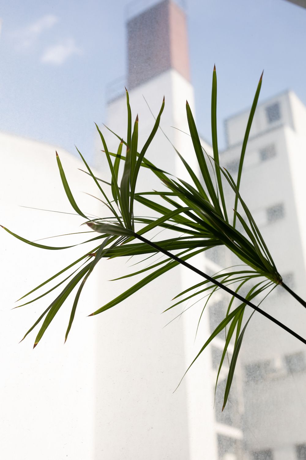 2019 089 Flatsedge A4.jpg