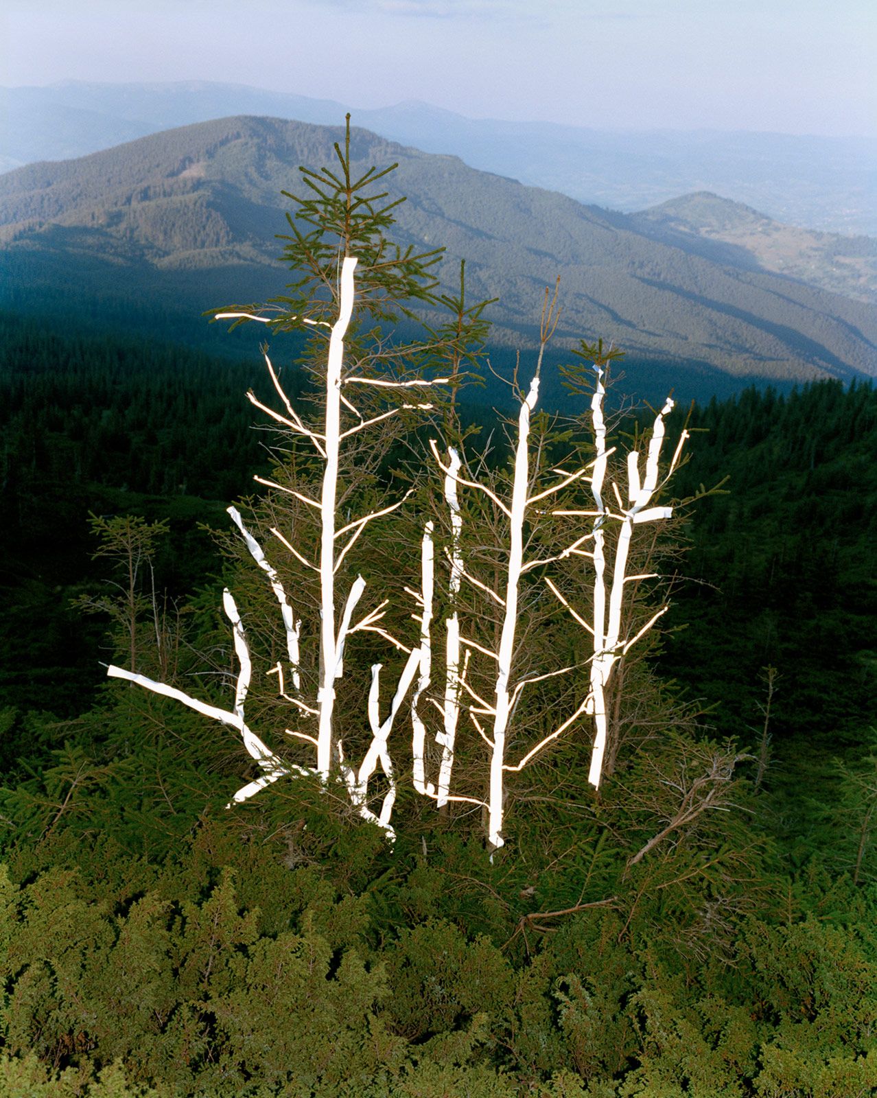 Synchrodogs Slightly Altered 9 Reflective Tape Trees.jpg