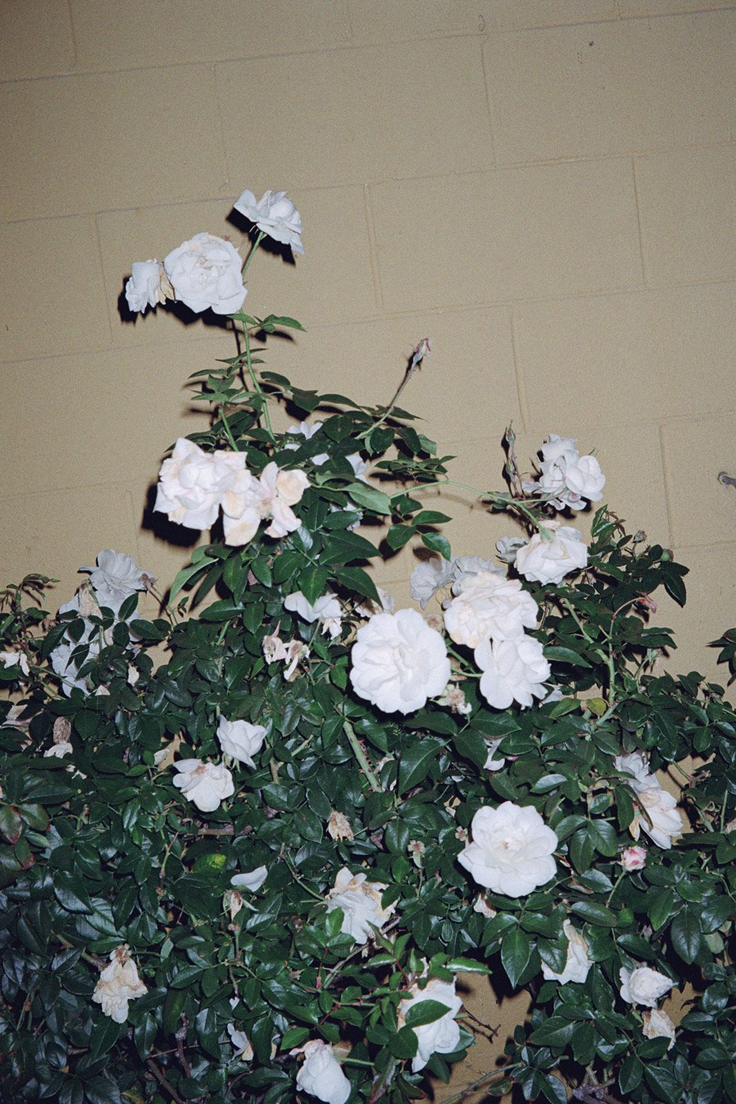 Gorka Presentefuturo Flor 1.jpg