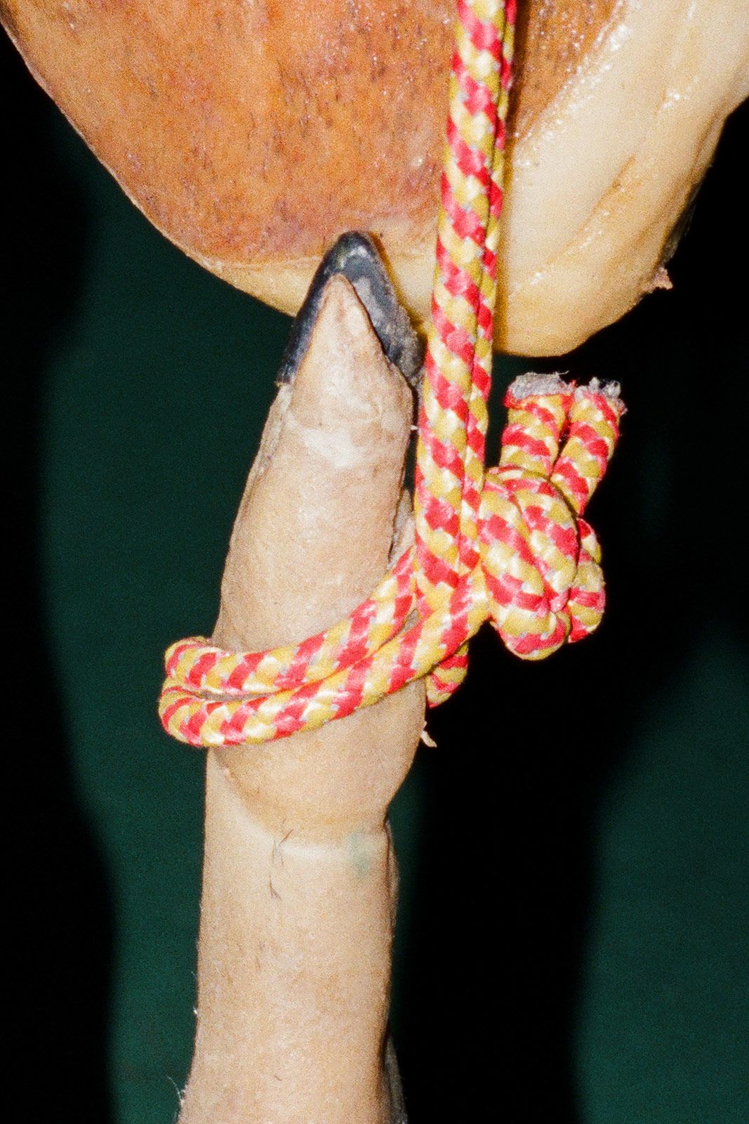 Jd Valiente Sole Satana Fiambre 4.jpg