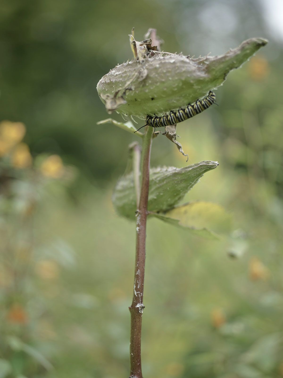 Kale Friesen Metalmagazine 10.jpg