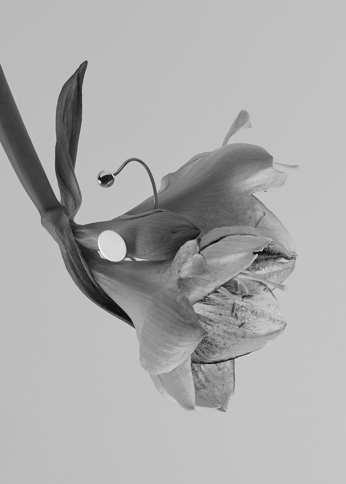 Bloom Paris Stills Metal 6.jpg