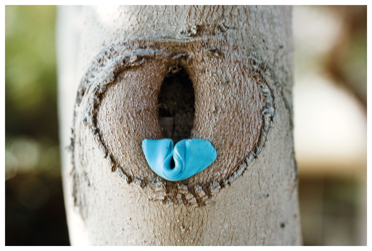 Hannah Wilke Untitled 1976 Blue Gum on Tree Trunk  Los Angeles Gum in Landscape Series Archival Pigment Print 2019 24x36 in Hwcala  C Scharlatt  Vaga at Ars Ny.jpg