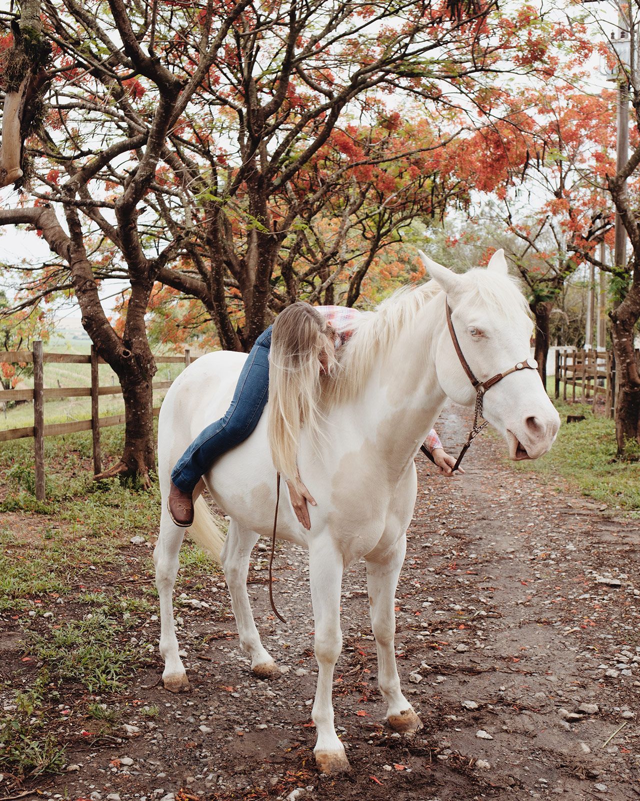 Cerquilho Juliana Albino Horse 002.jpg