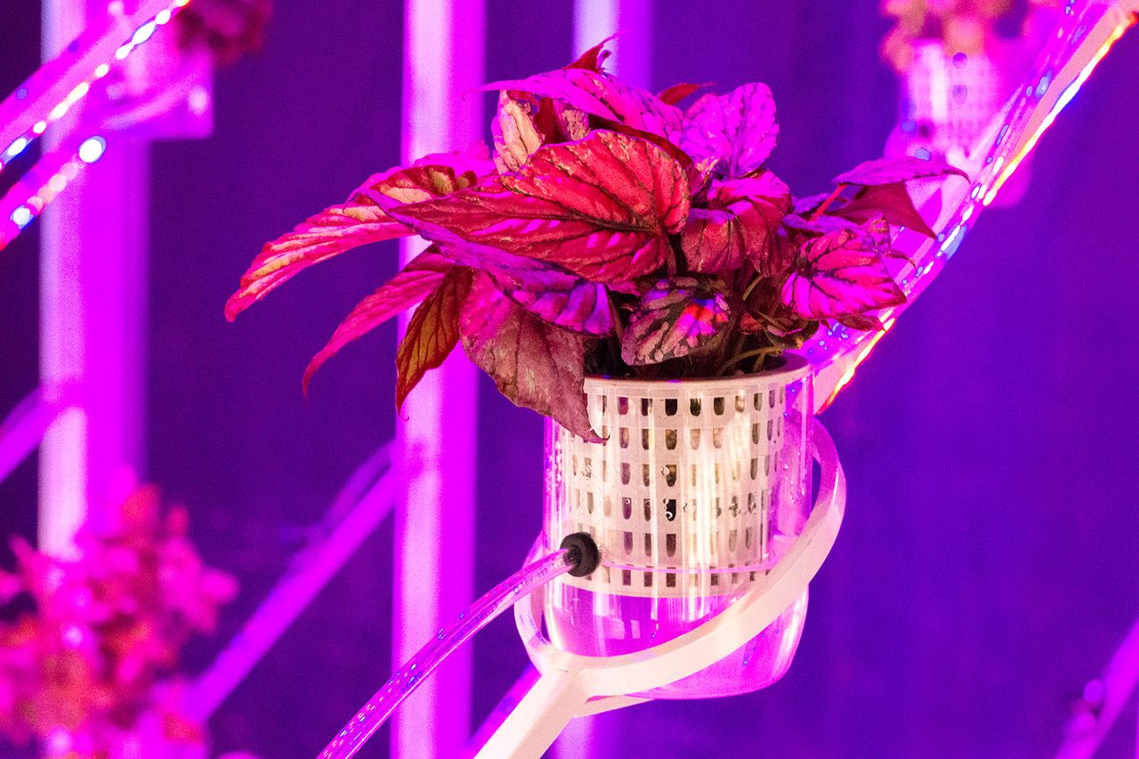 Power Plant Ddw Mv a Plantdetail.jpg