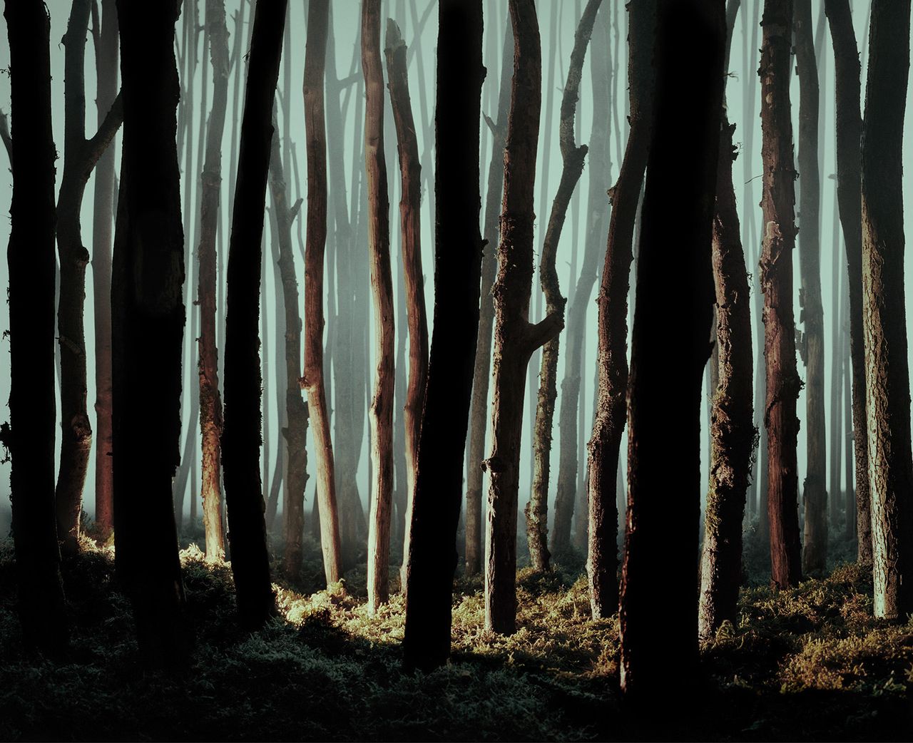 An Abundance of Caution Forest.jpg