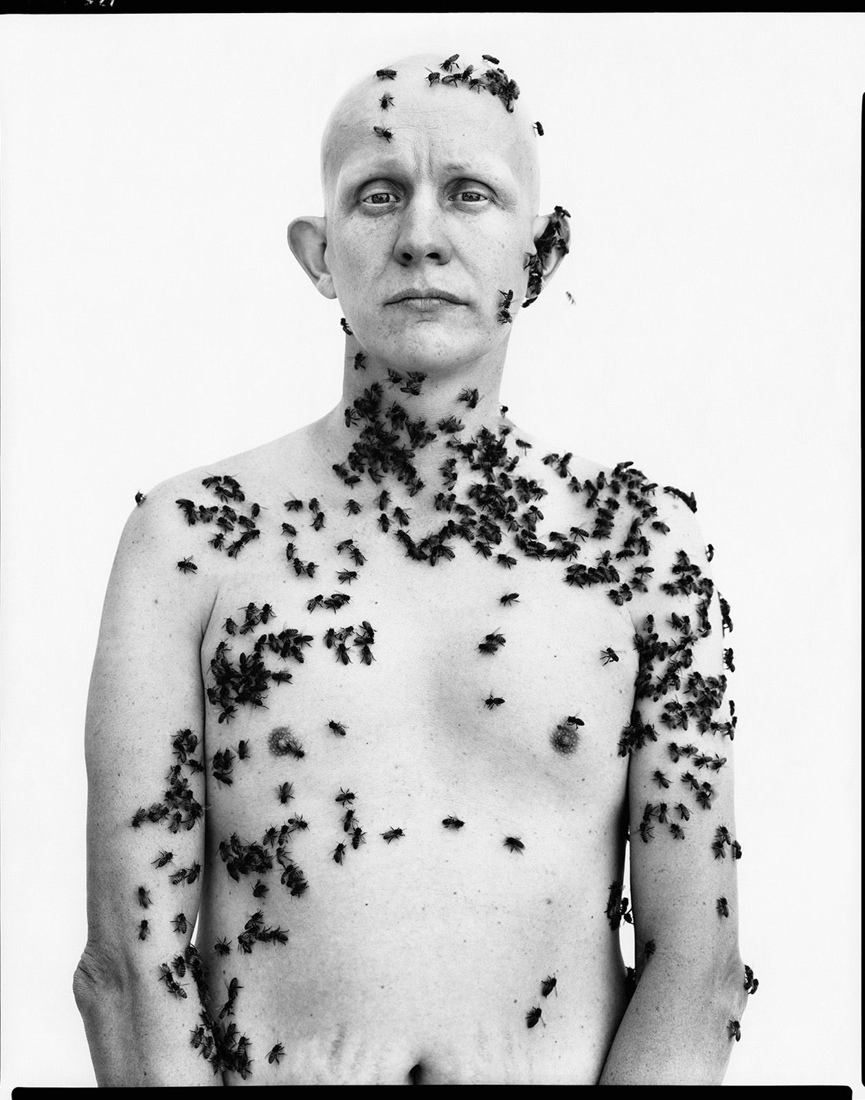 Metal Avedon 3.jpg