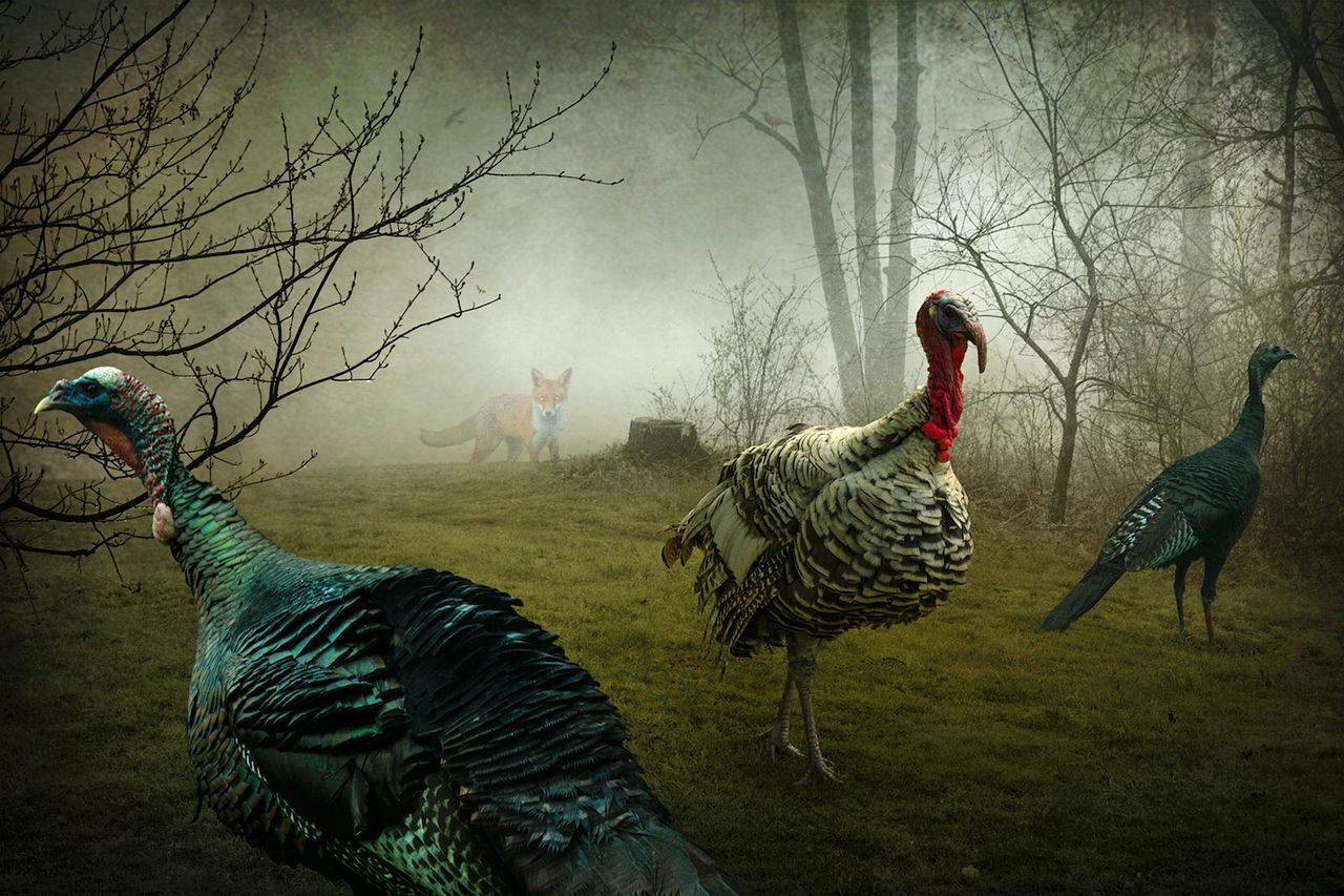 The Wandering Kind Series the Fox and the Turkeys.jpg