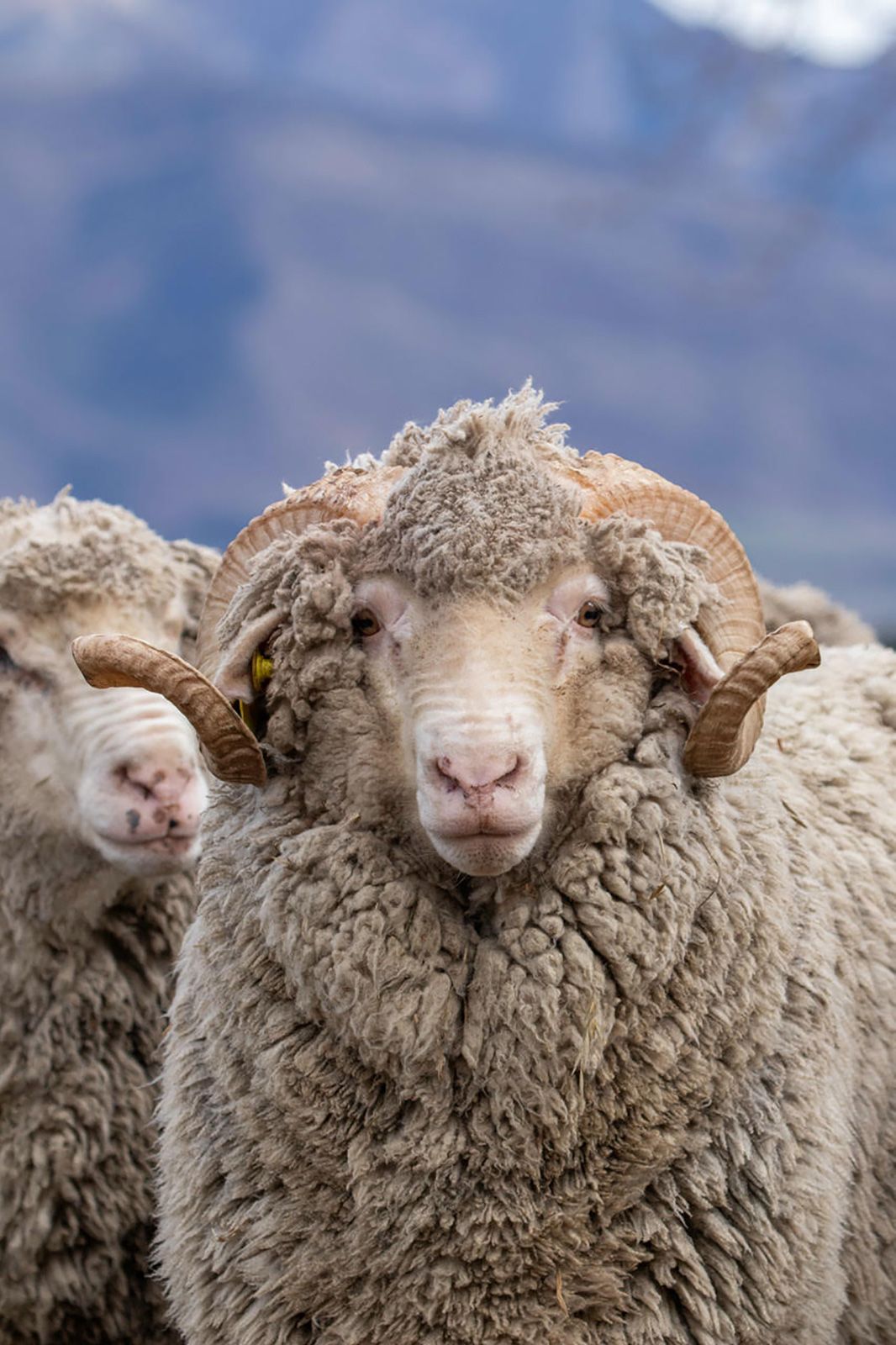 Sheep Inc 2.jpg