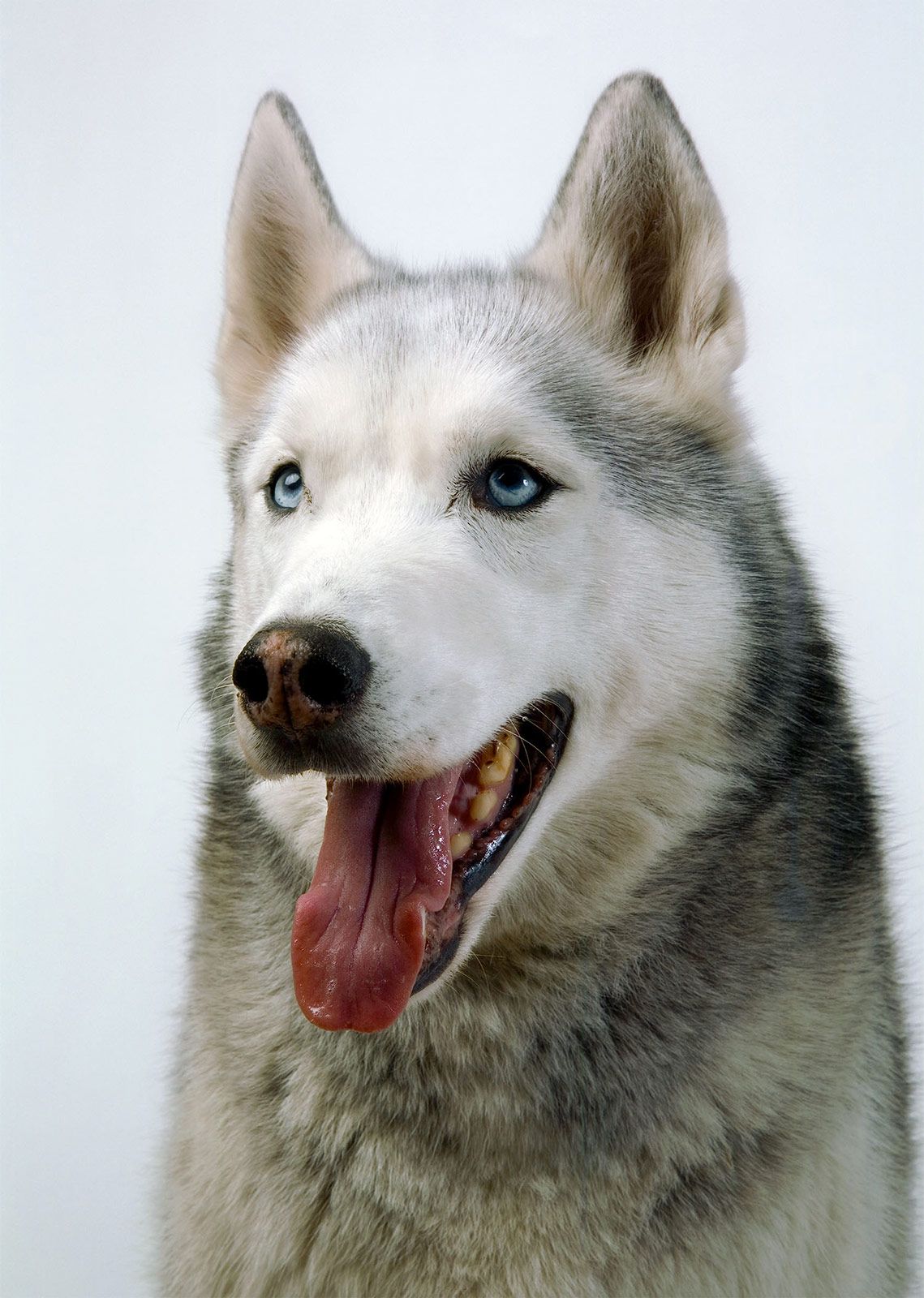 Buck Ellison Living Trust 08 Every Good Boy Does Fine.jpg
