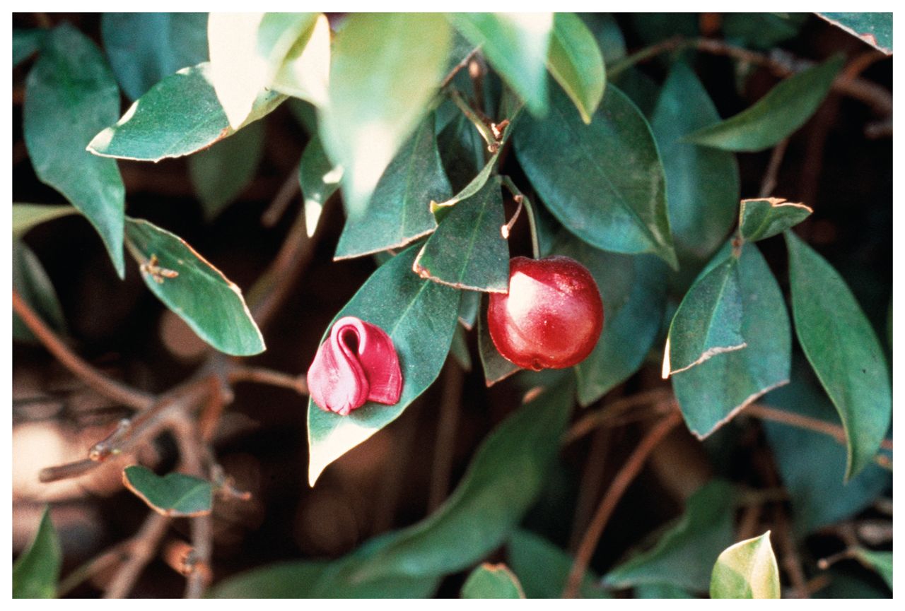 Hannah Wilke Gum in Cherry Tree 1976 Califonia Series Archival Pigment Print 2019 24x36 in Hwcala  C Scharlatt  Vaga at Ars Ny.jpg