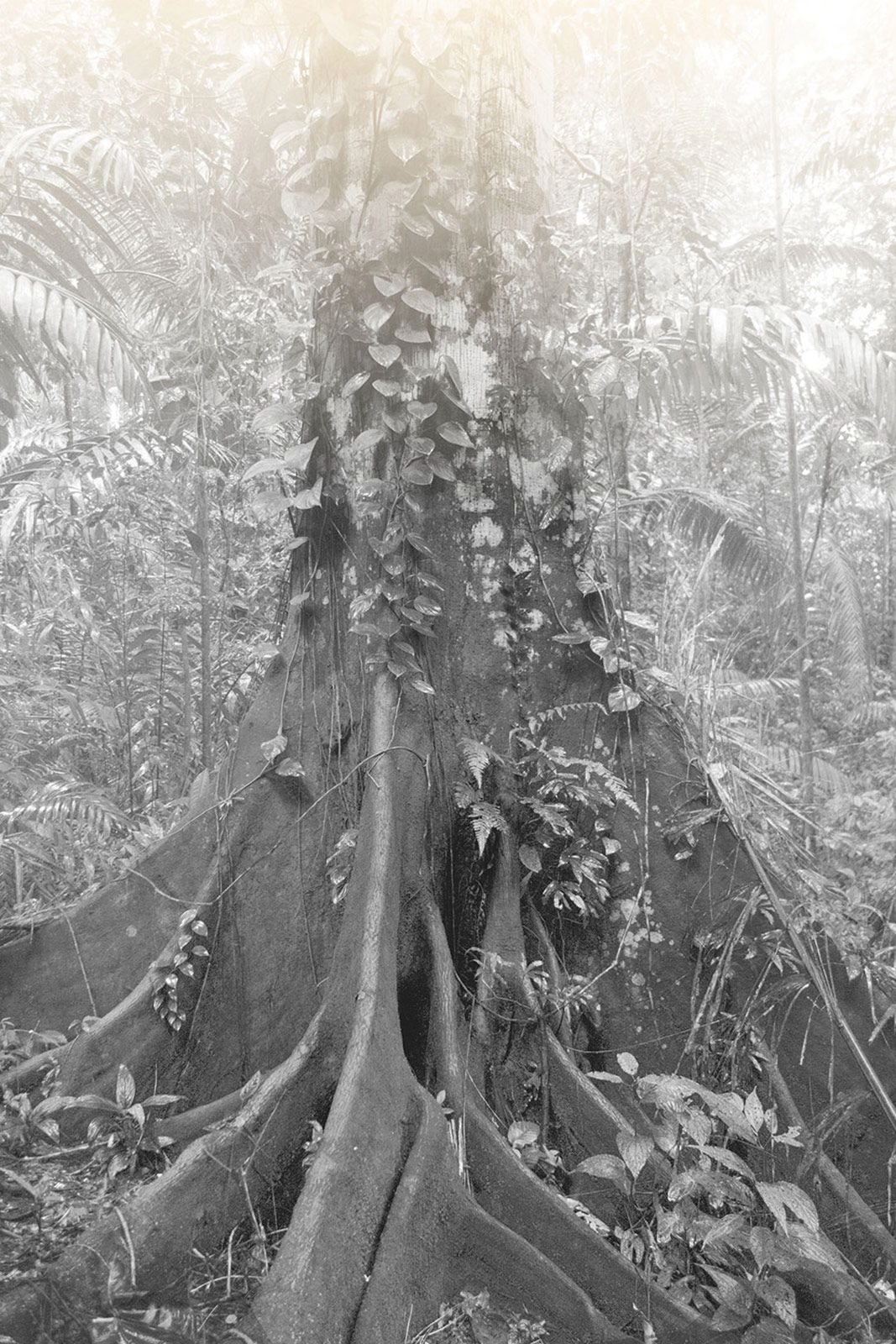 Elsa Leydier Plantanos Con Platino 3.jpg