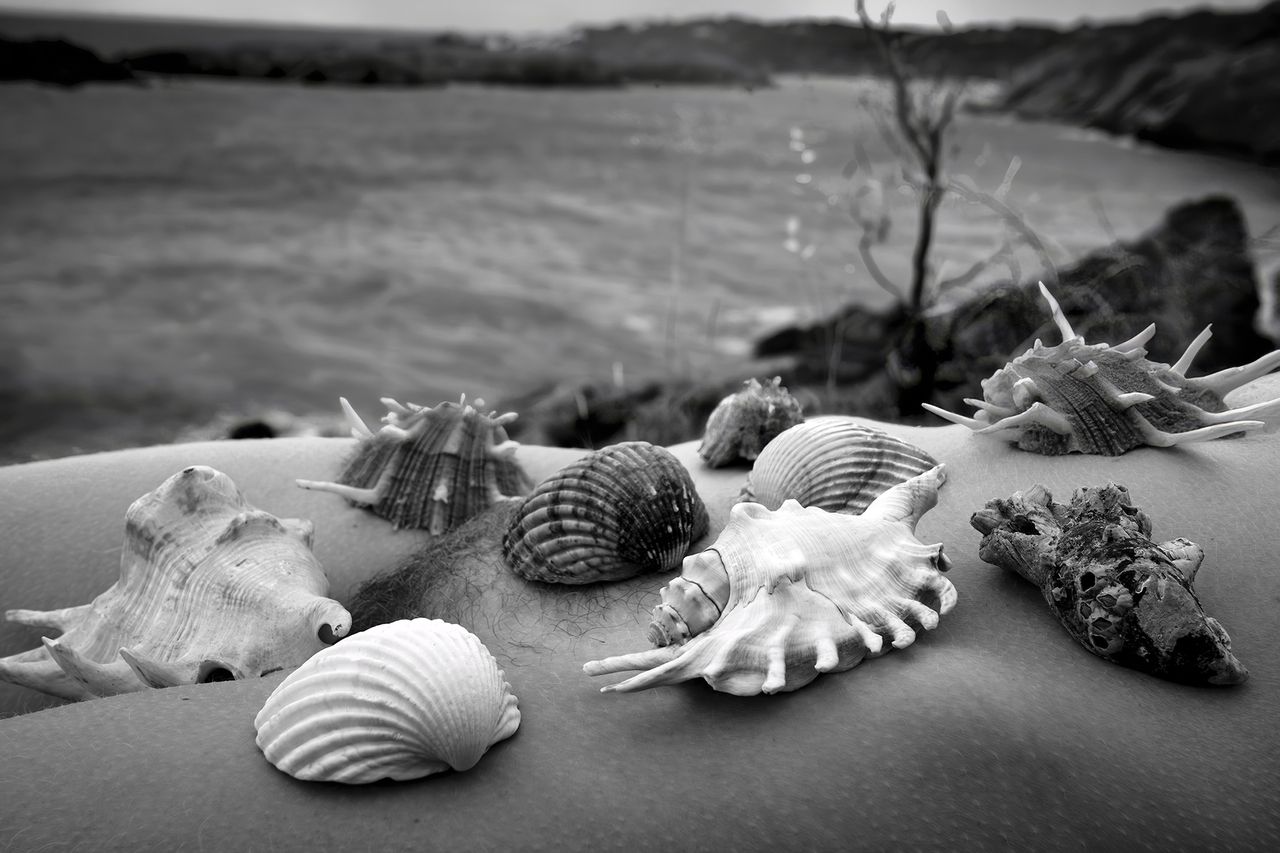 ©-Joan-Fontcuberta,-Residencia-artistica-InCadaqués,-La-Persistència-de-la-carn,-2024.jpg