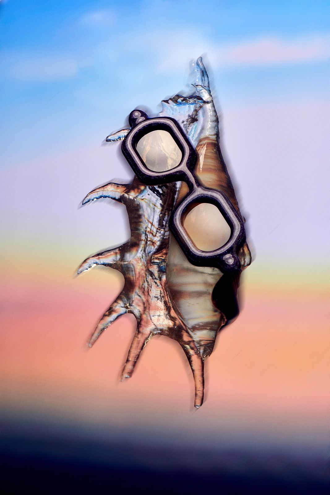 Paloceras_14.jpg