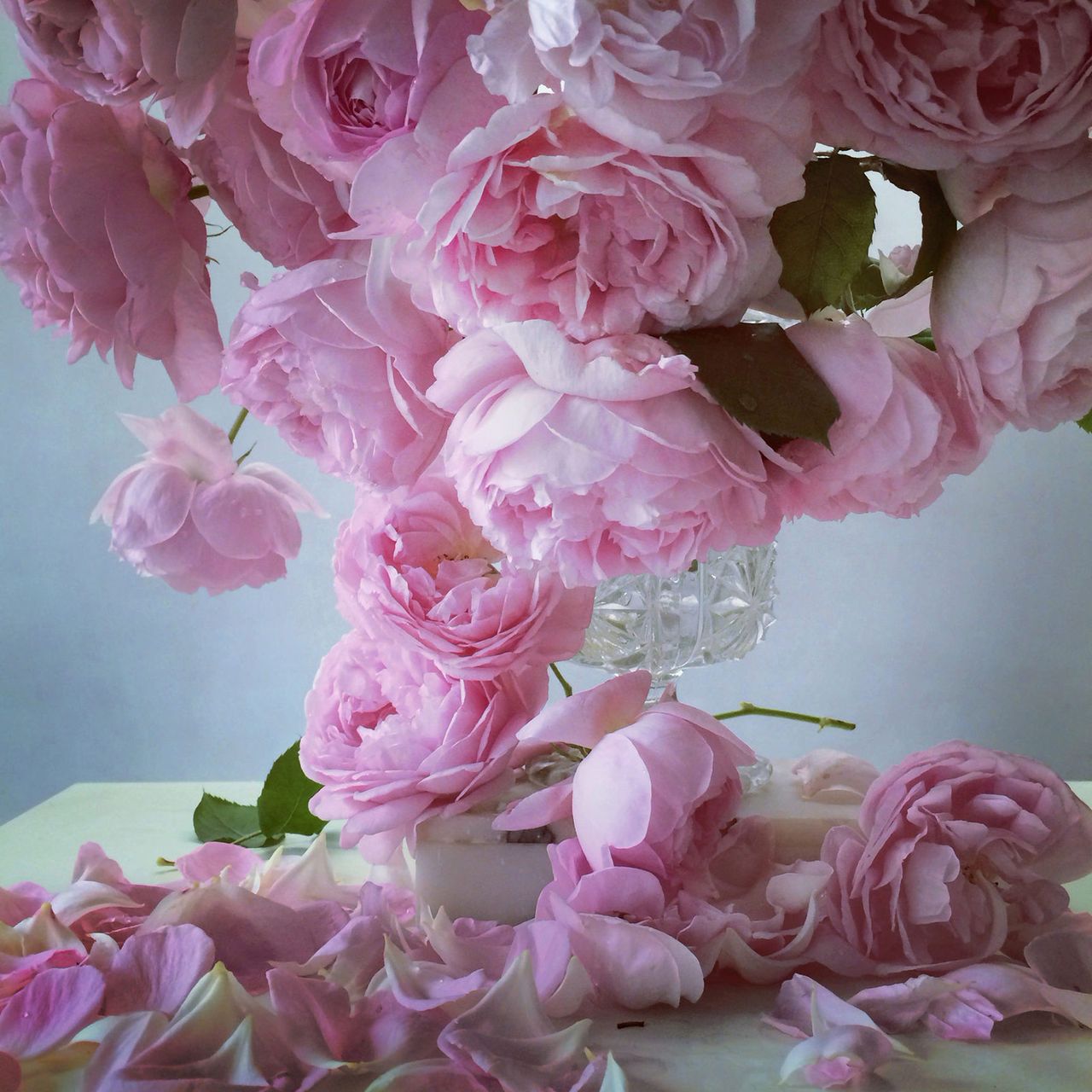 Nickknight Roses Instagram 10.jpg