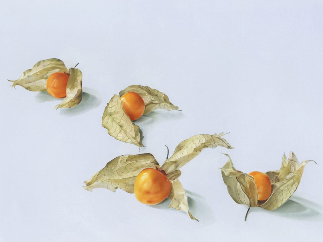 Physalis.jpg