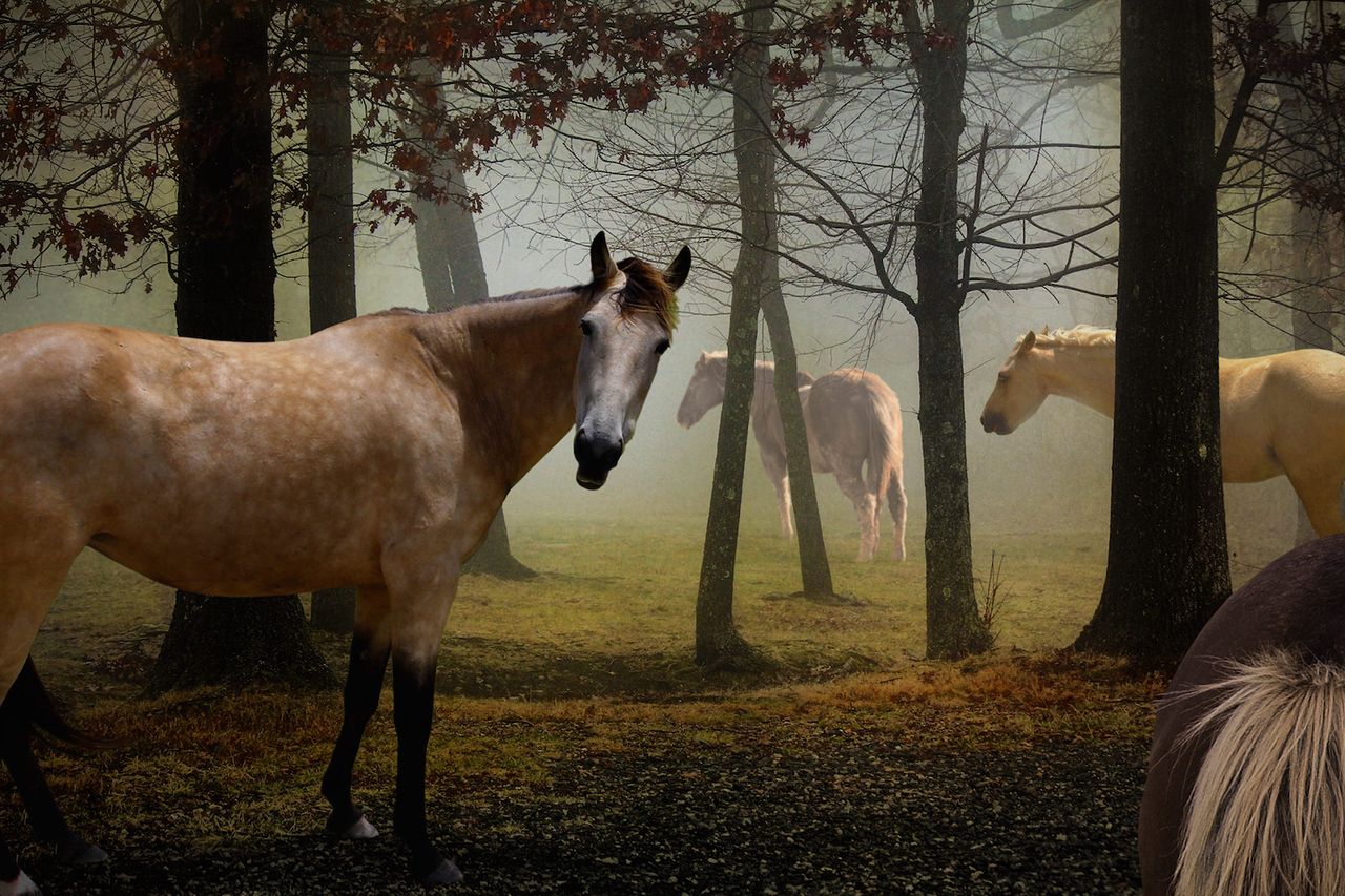 The Wandering Kind Series the Four Horses.jpg