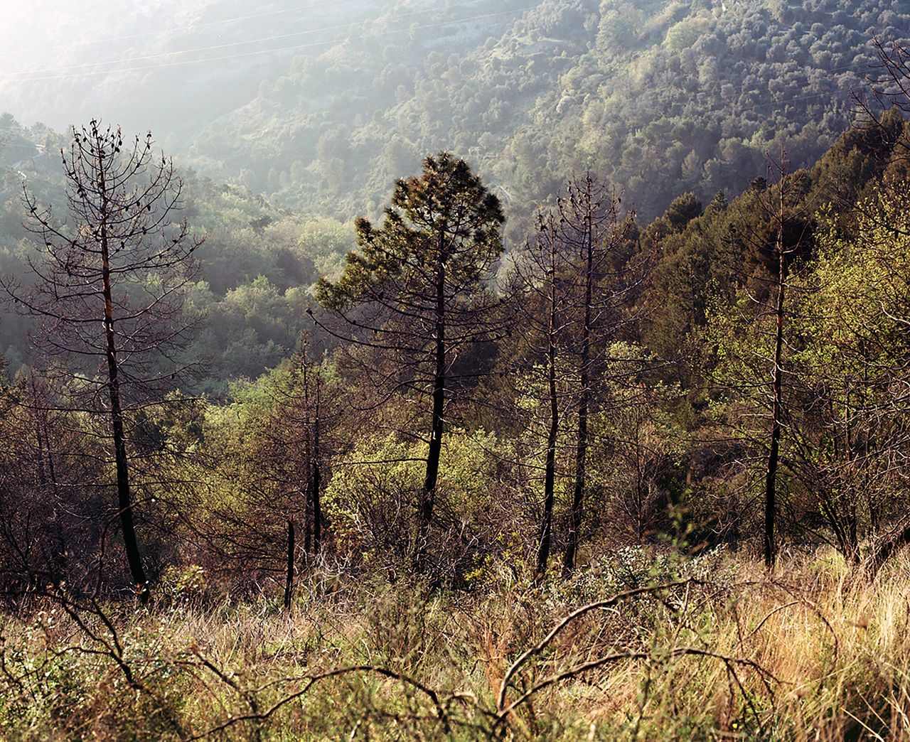 Blurred Landscape.jpg