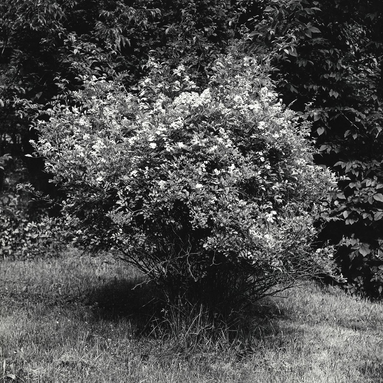 Peter_Hujar_12.jpg