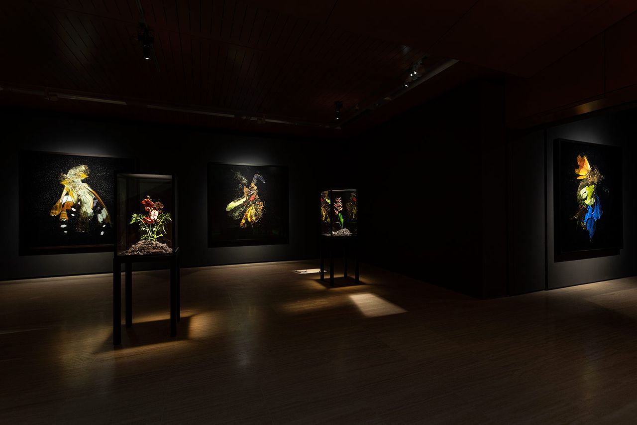 Mat Collishaw 5.jpg