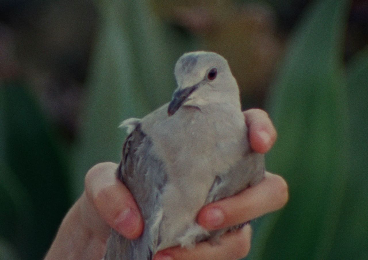 pigeonhole STILL 99.jpg