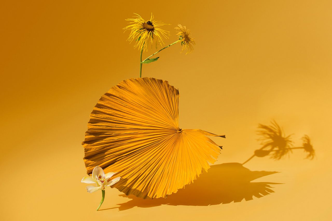 Ikebana Tropical 05  Carolina Mizrahi.jpg
