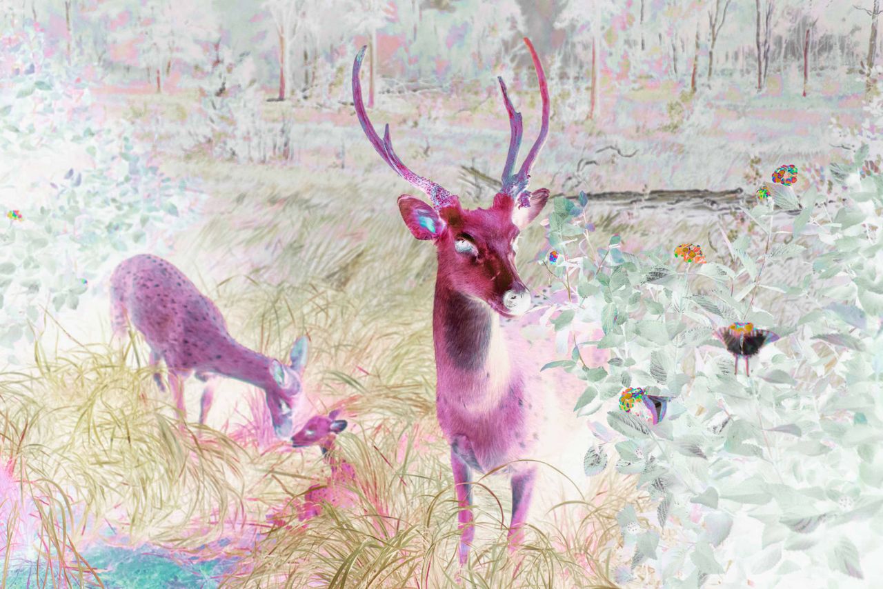 14_Claudia_Fuggetti_Fauna2024.jpg