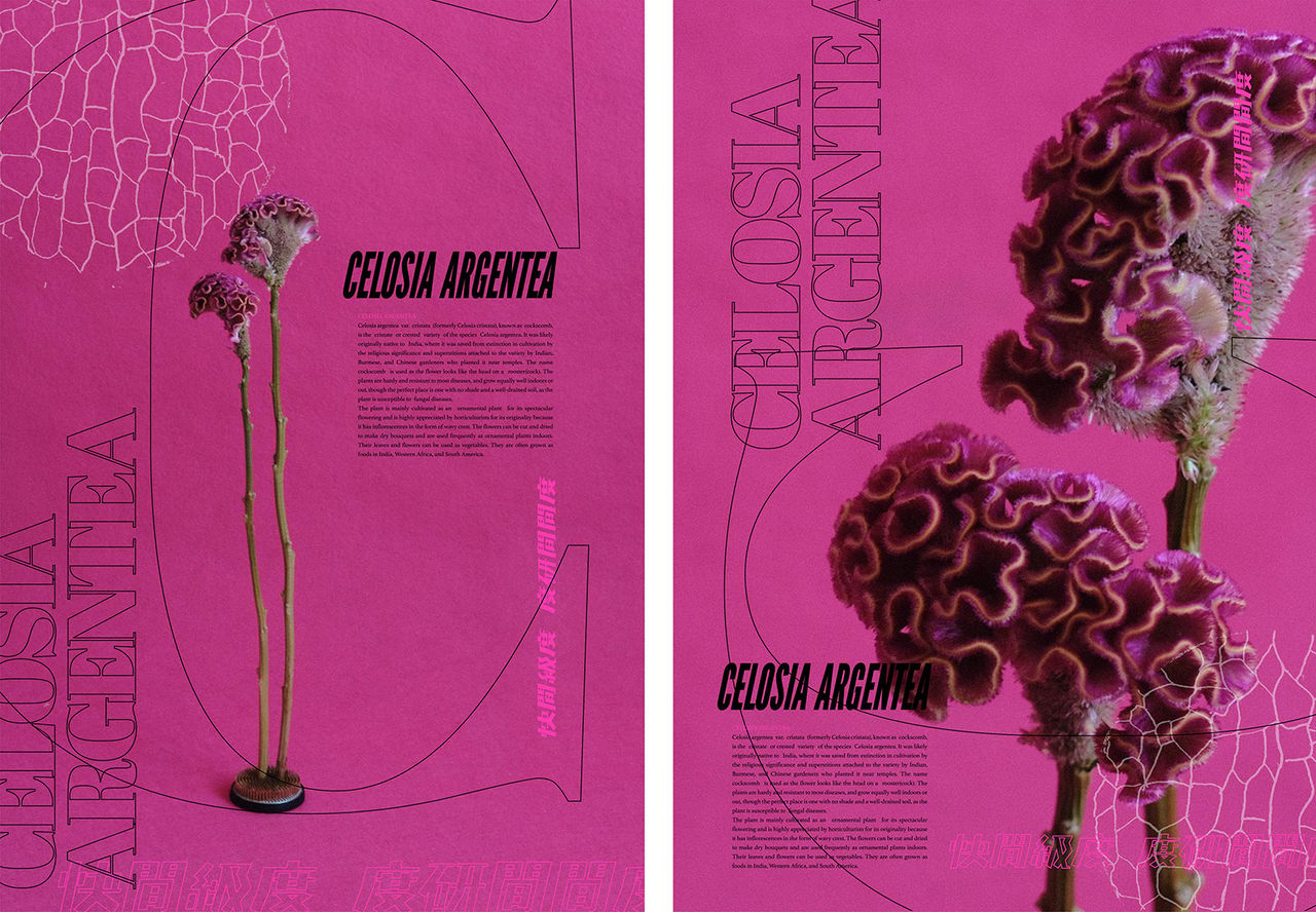 Naracamps Adriauya Metalmagazine 1.jpg
