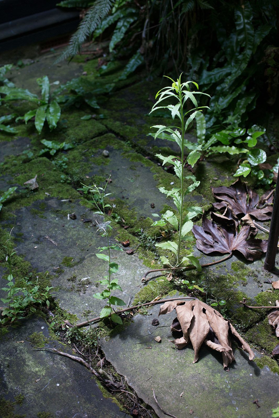 2014 069 Weed A4.jpg