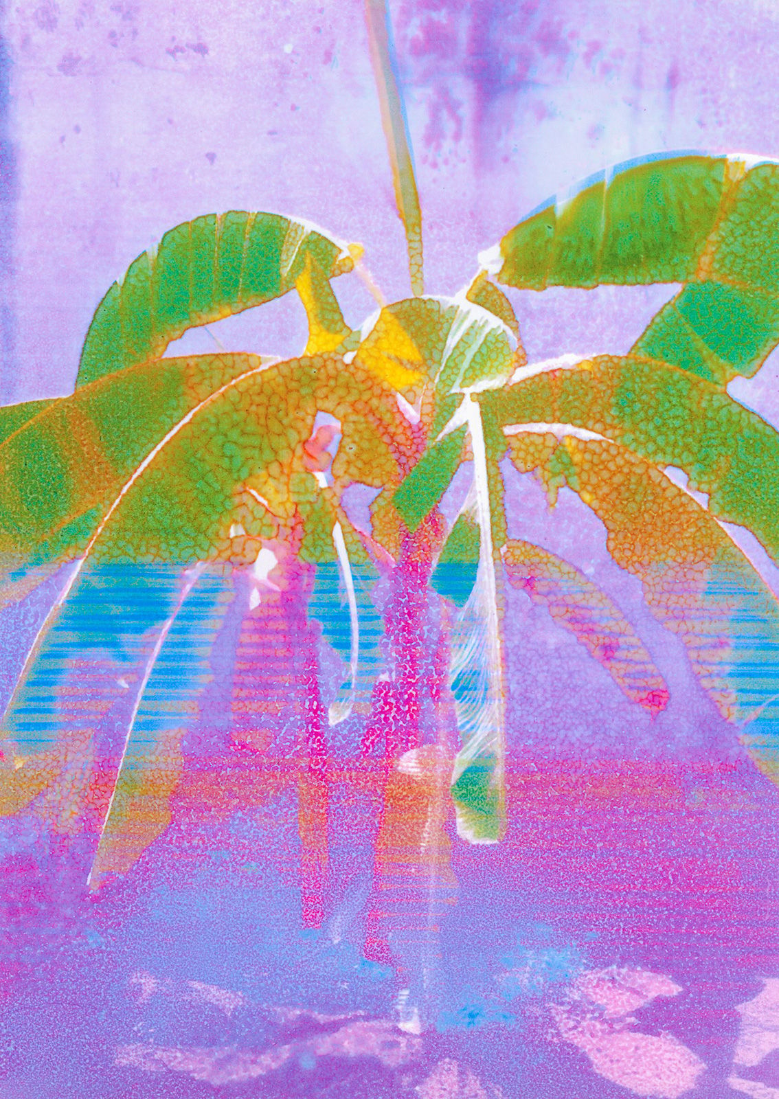 TOBEGALLERY.Olenka-CARRASCO_Árbol-Cambúr-Manzano-BiColor_2024_Archival-pigment-altered-print_1700x1200-mm_TOBE-Gallery.jpg