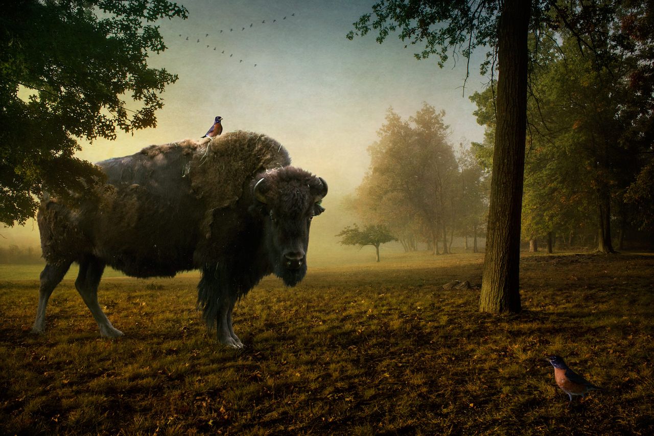 The Wandering Kind Series the Bison.jpg
