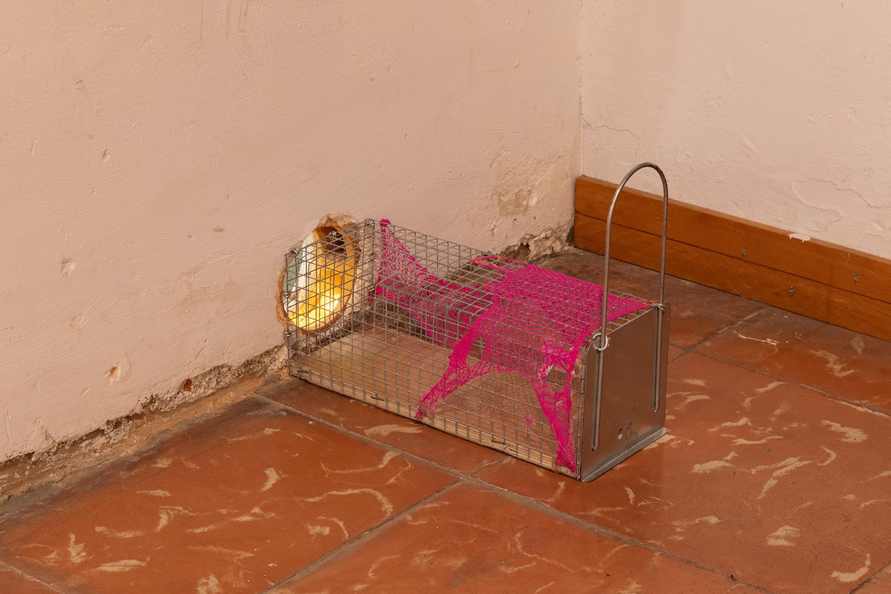 PerlaZungia_13.jpg