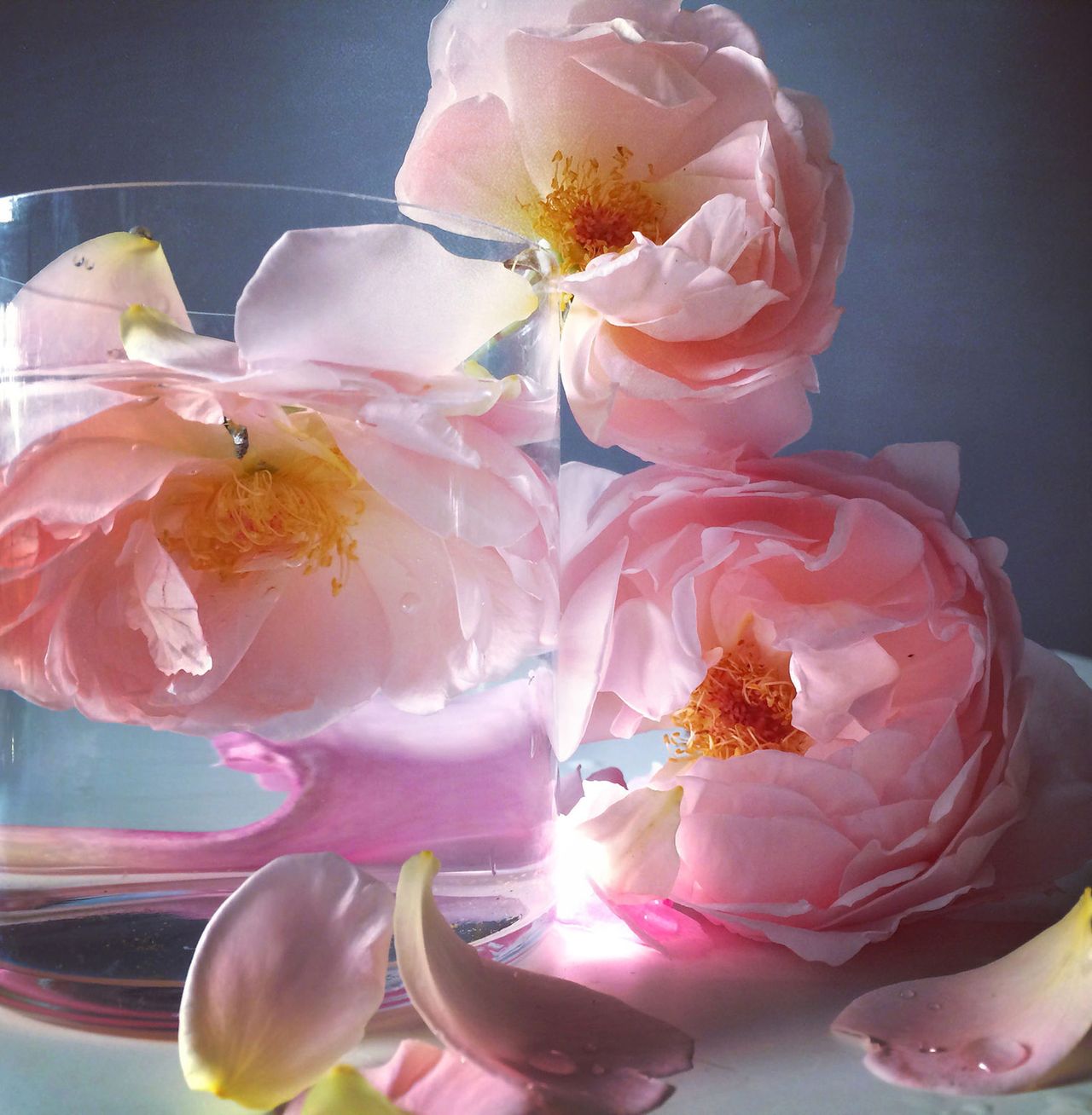 Nickknight Roses Instagram 3.jpg
