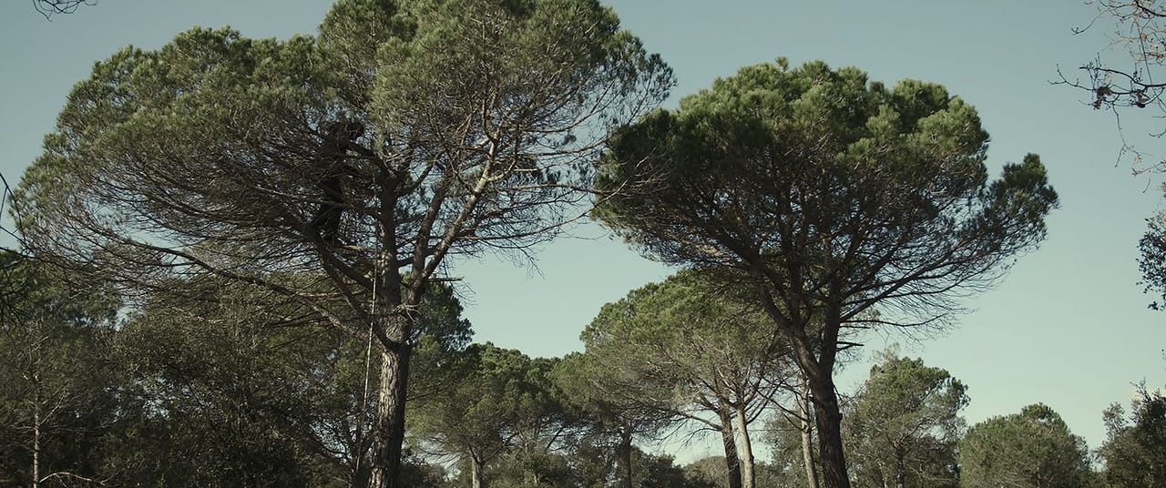 Sotobosque Still 4.jpg