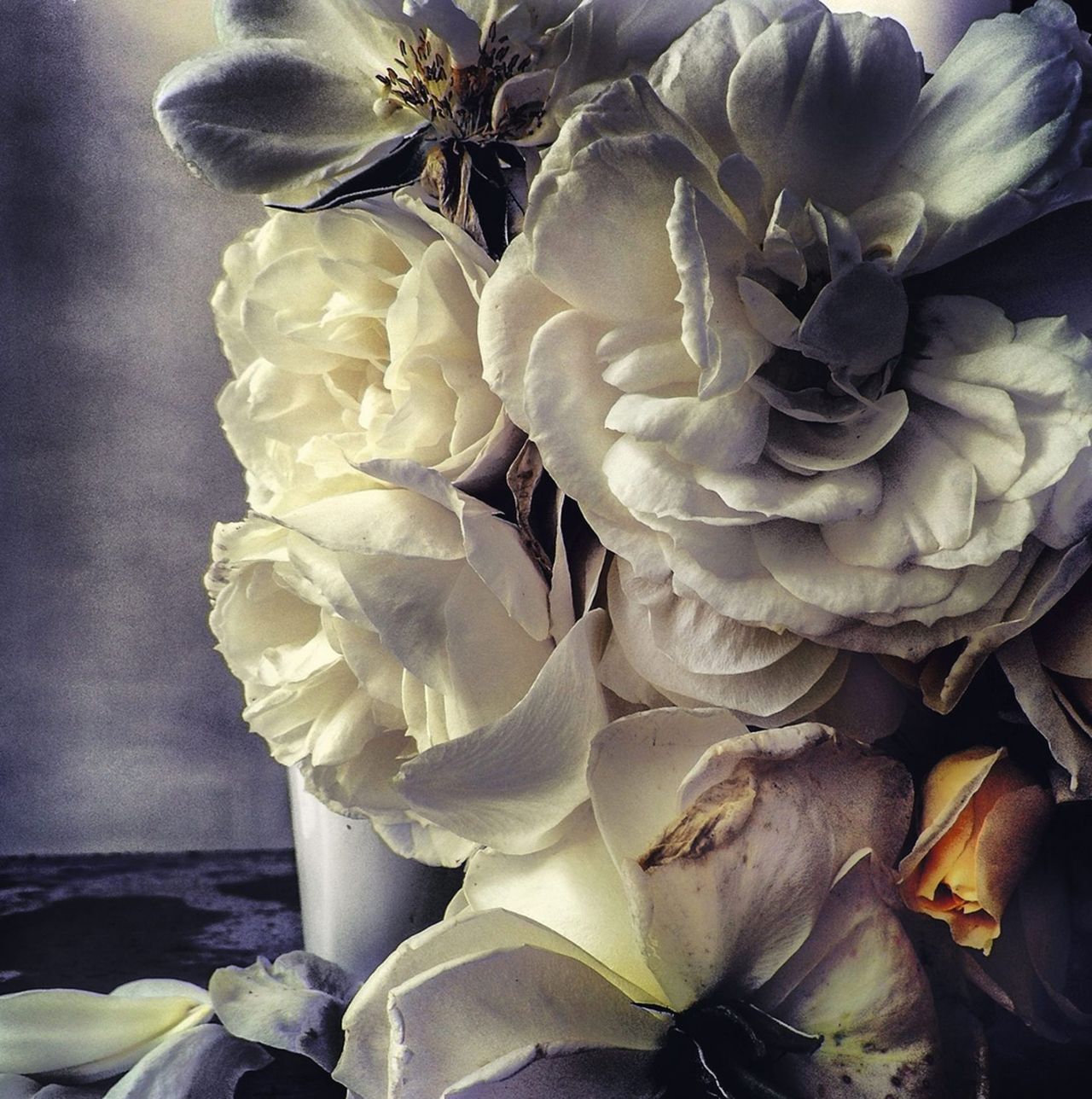 Nickknight Roses Instagram 9.jpg