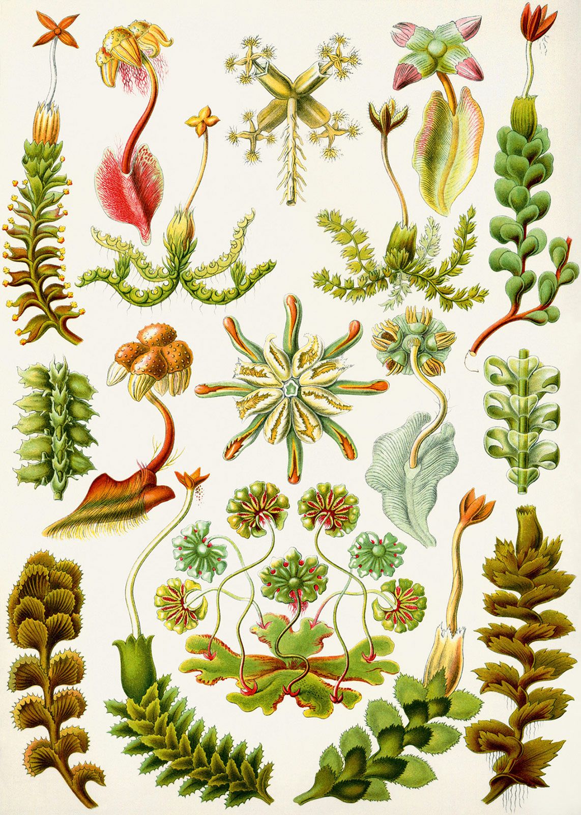 012 Ernst Haeckel.jpg