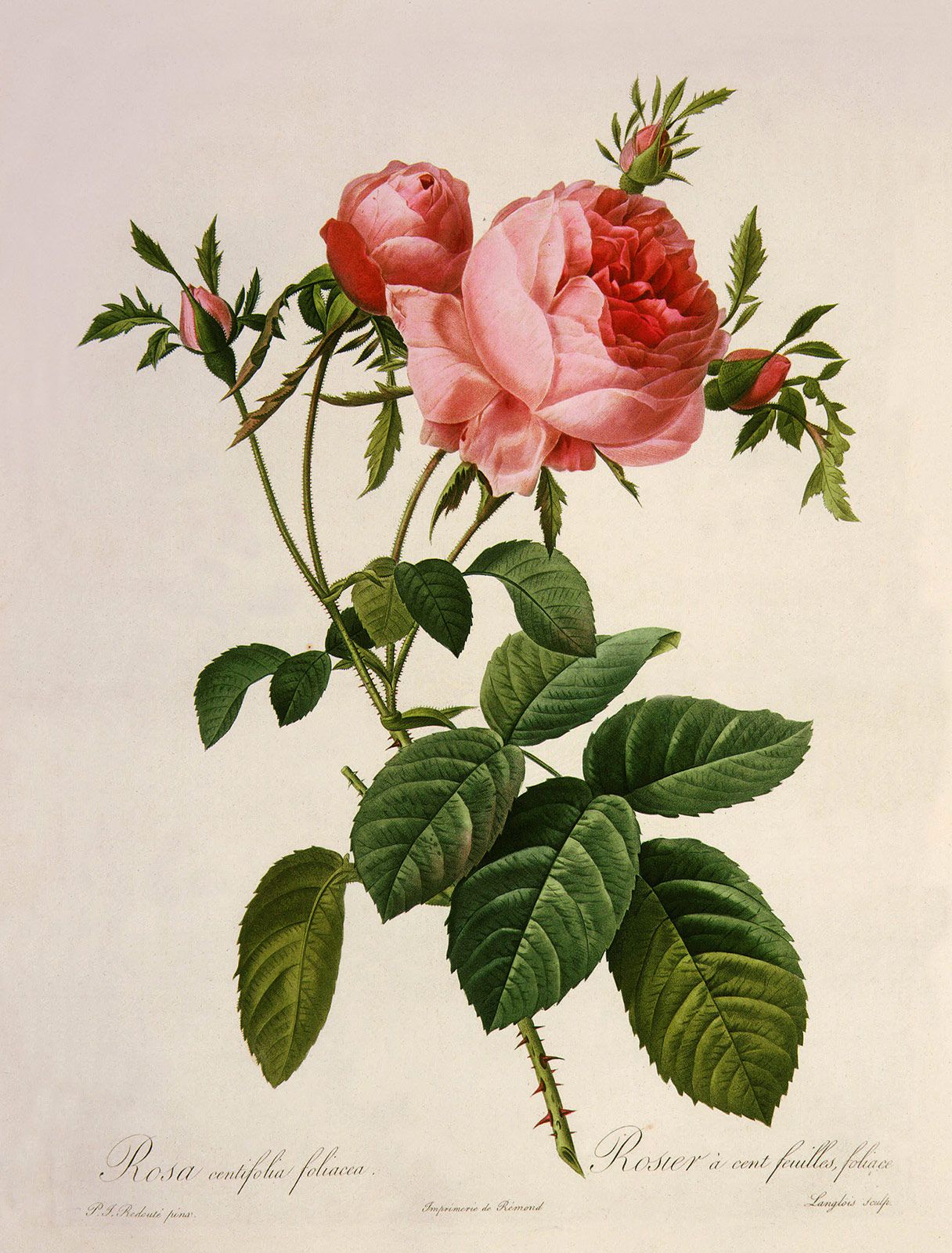010 Jean Pierre Redoute.jpg