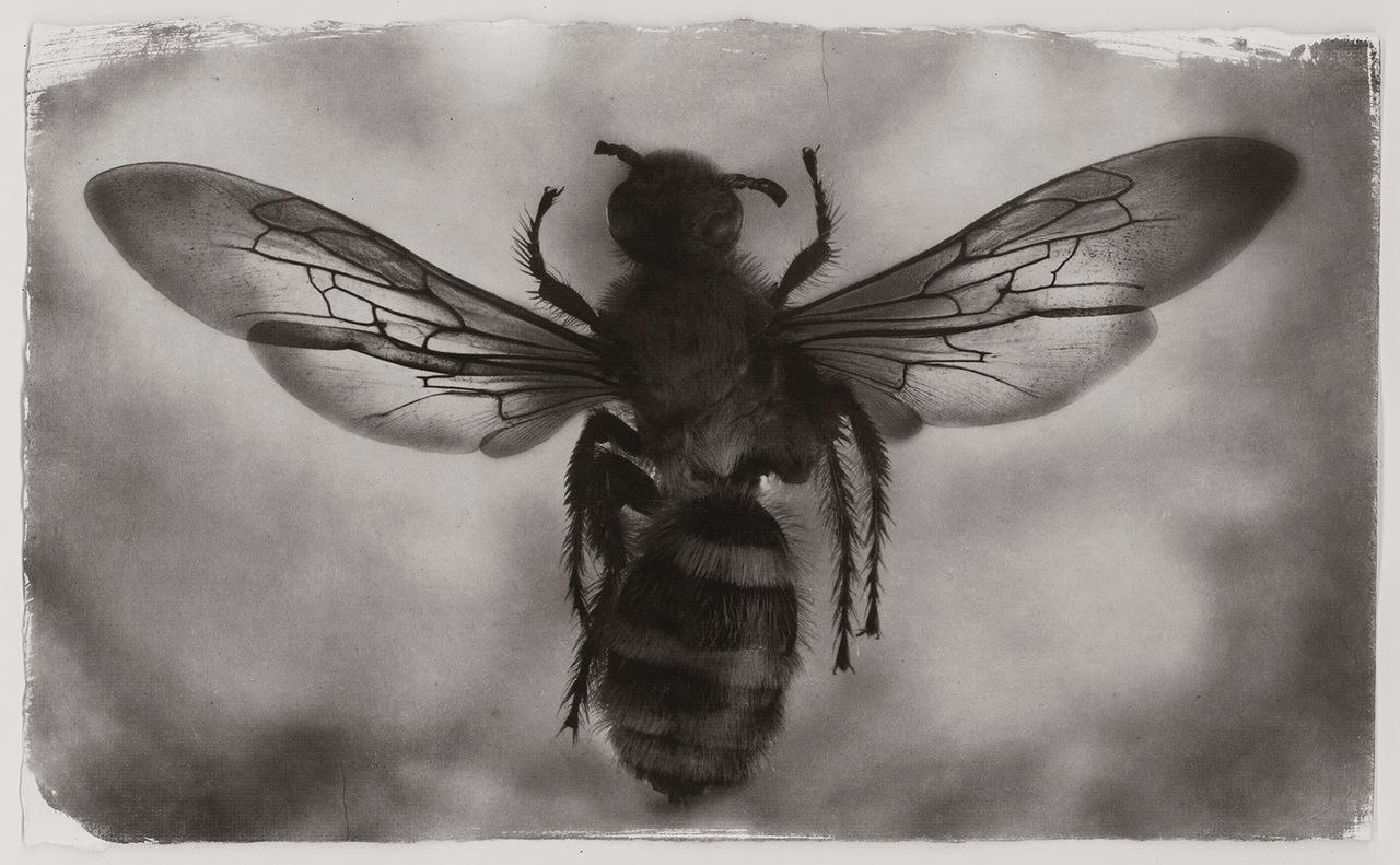 Toerzs Bee Printscan.jpg