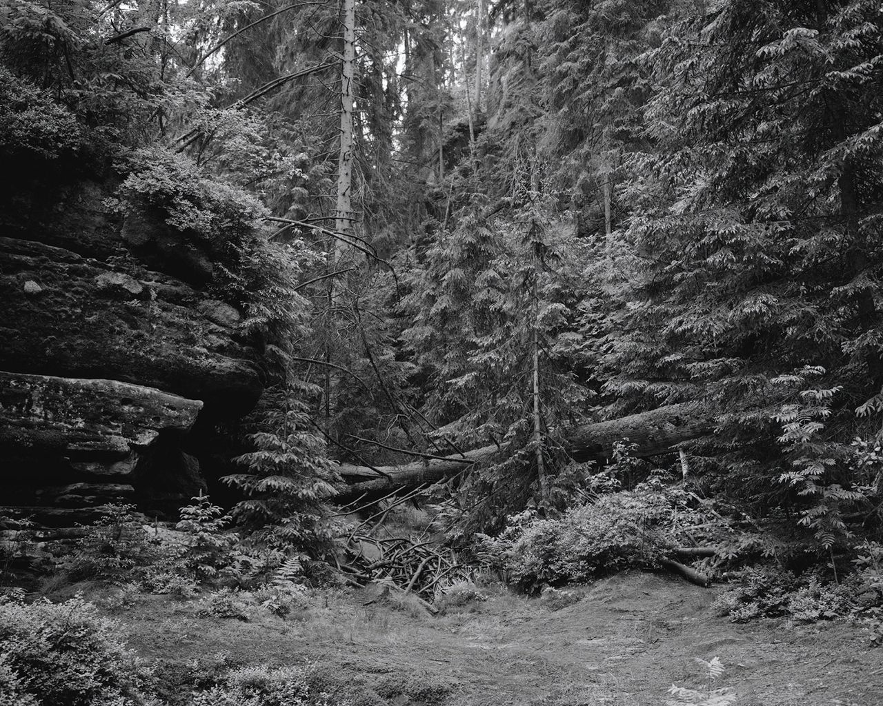 Tereza Zelenkova 02 Snake That Disappeared 05 Landscape Aderspach.jpg
