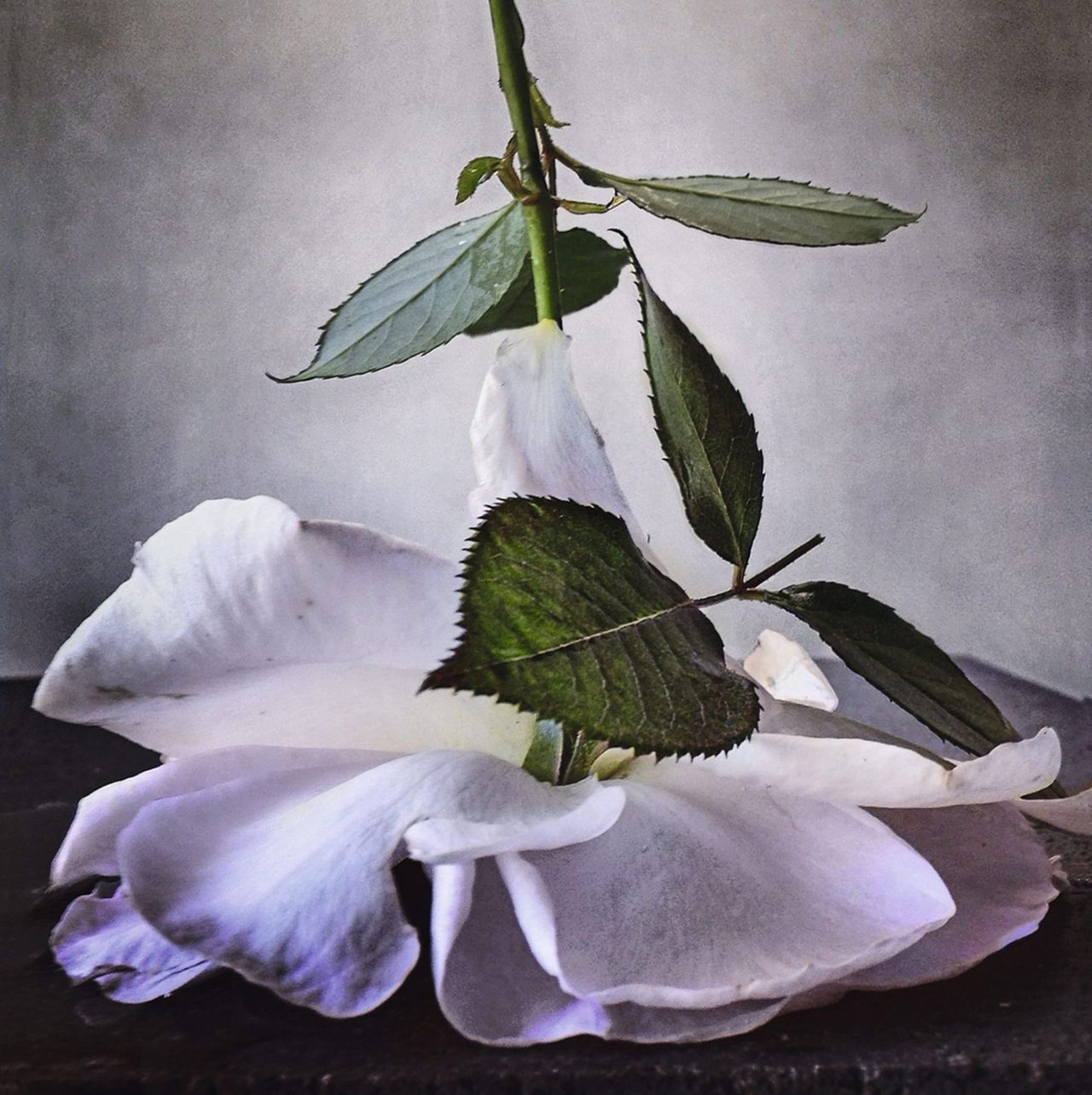 Nickknight Roses Instagram 1.jpg