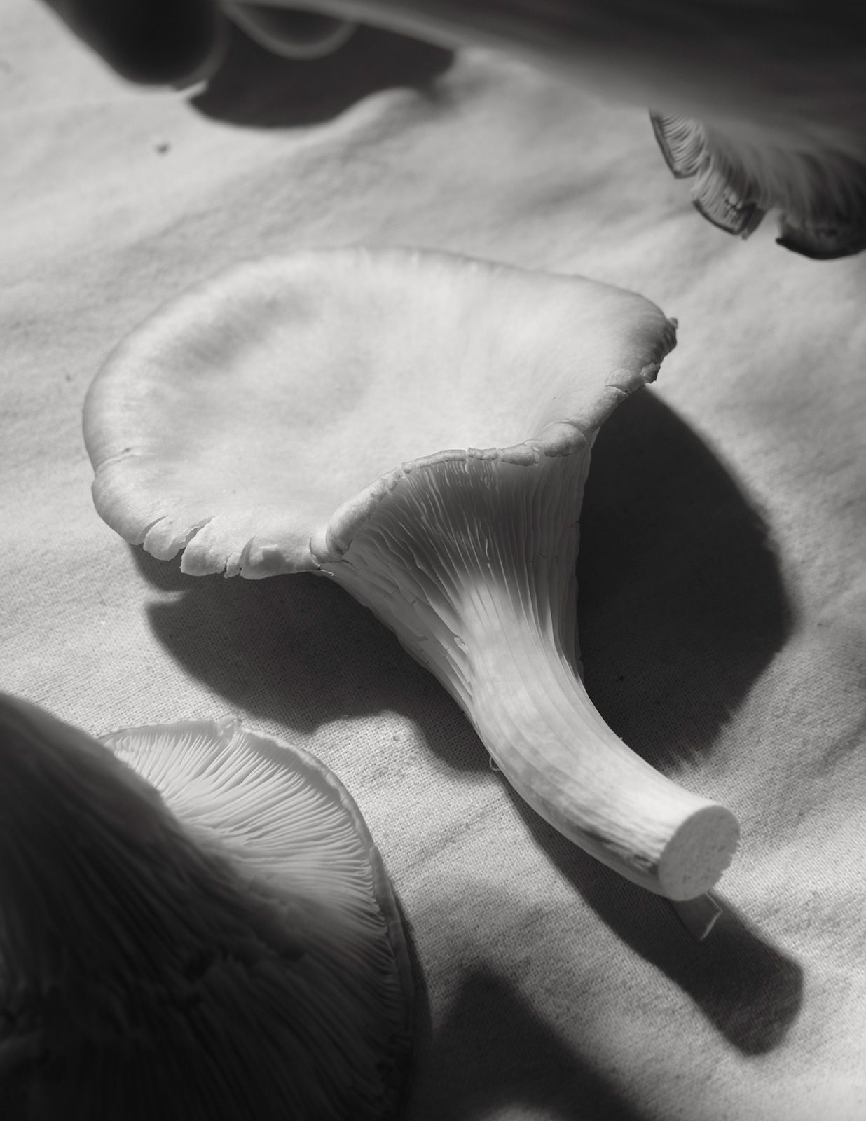 Joselito-Verschaeve_12.jpg