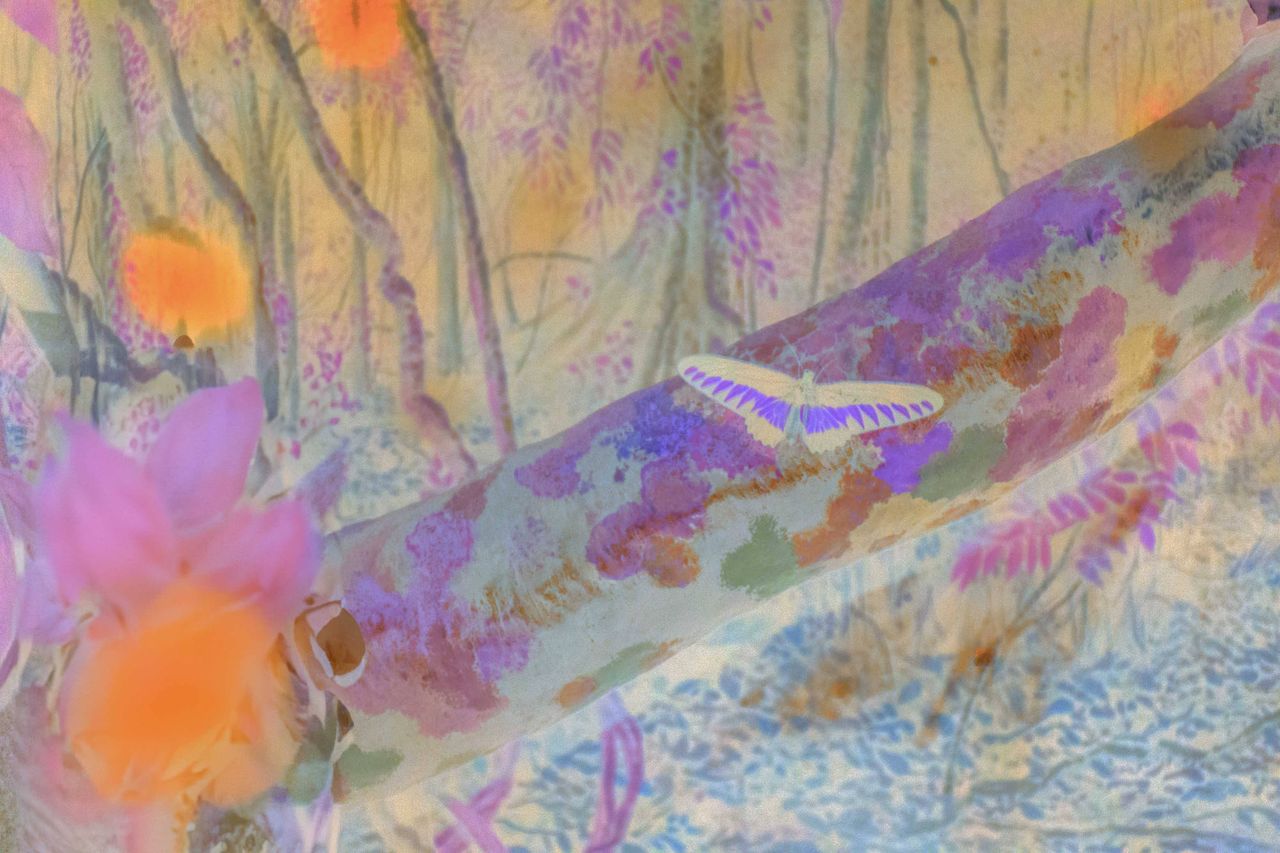 13_Claudia_Fuggetti_Butterfly.jpg
