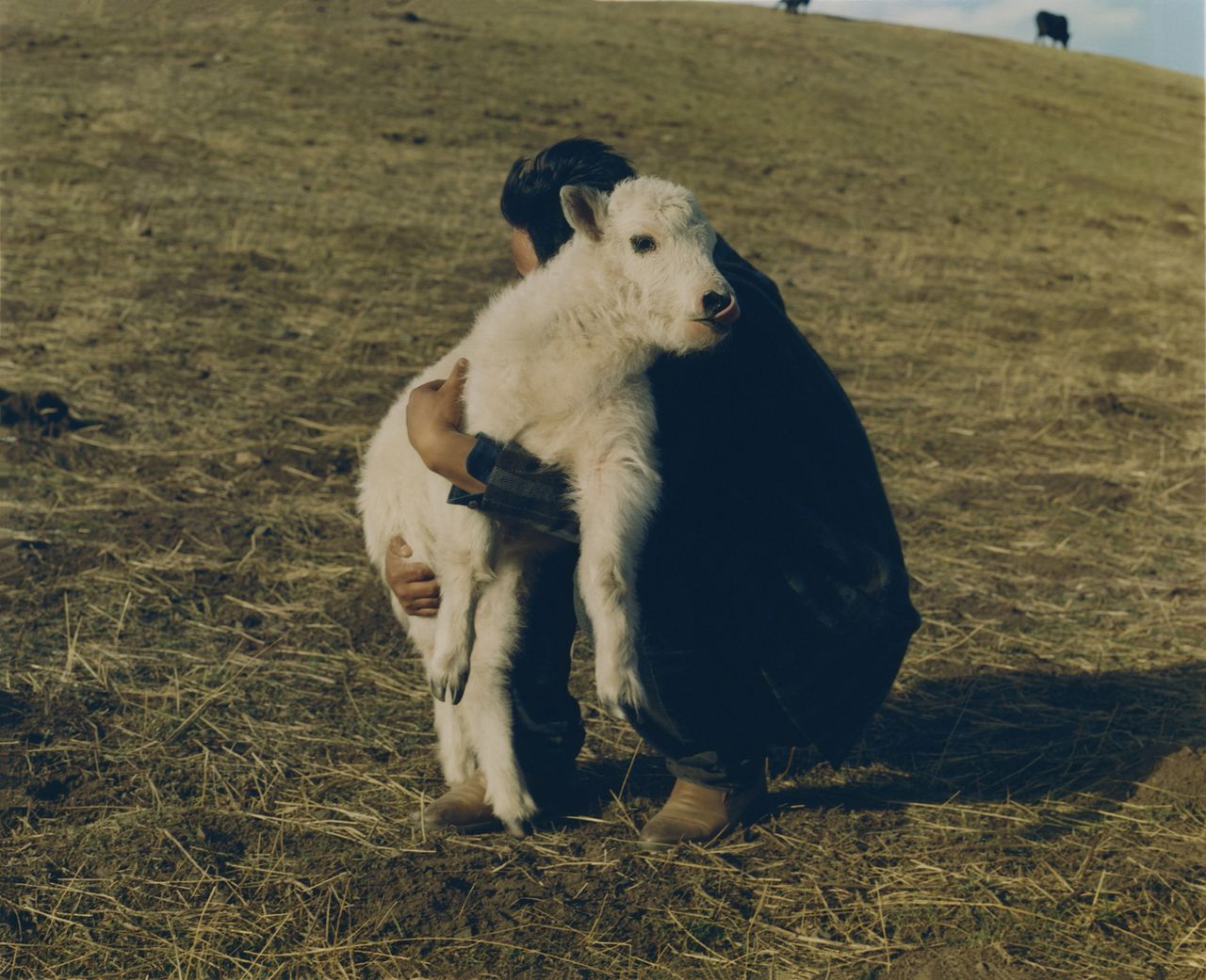 Nikki Mclarron   Baby Yak  Tibet  2019.jpg